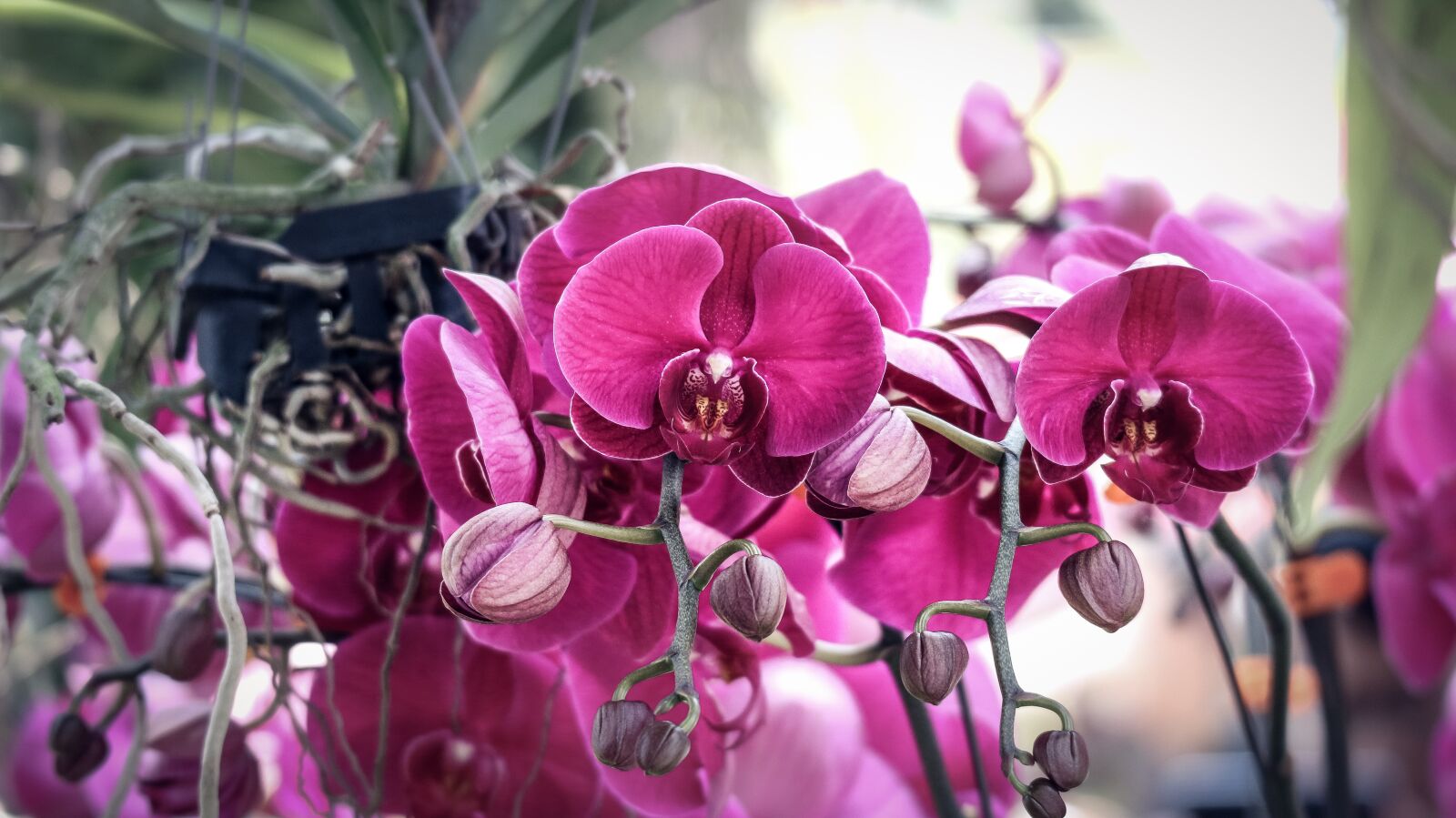 Canon EOS M10 sample photo. Orchids, purple, beautiful flowers photography