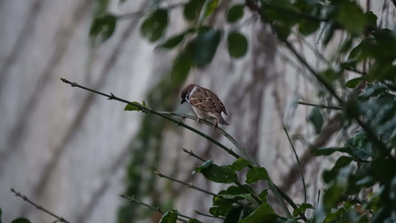 Sony Cyber-shot DSC-RX10 III sample photo. Sparrow, new, in the photography