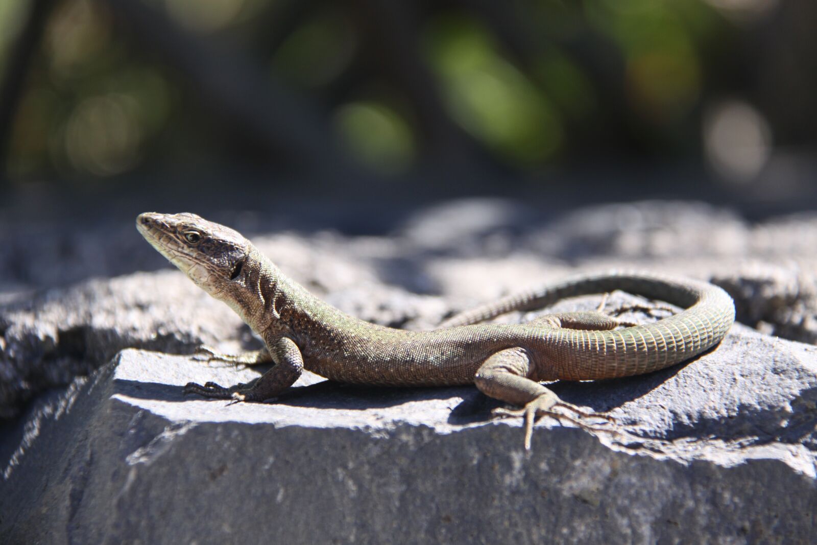 Canon EOS 50D sample photo. Lizard, reptile, scale photography