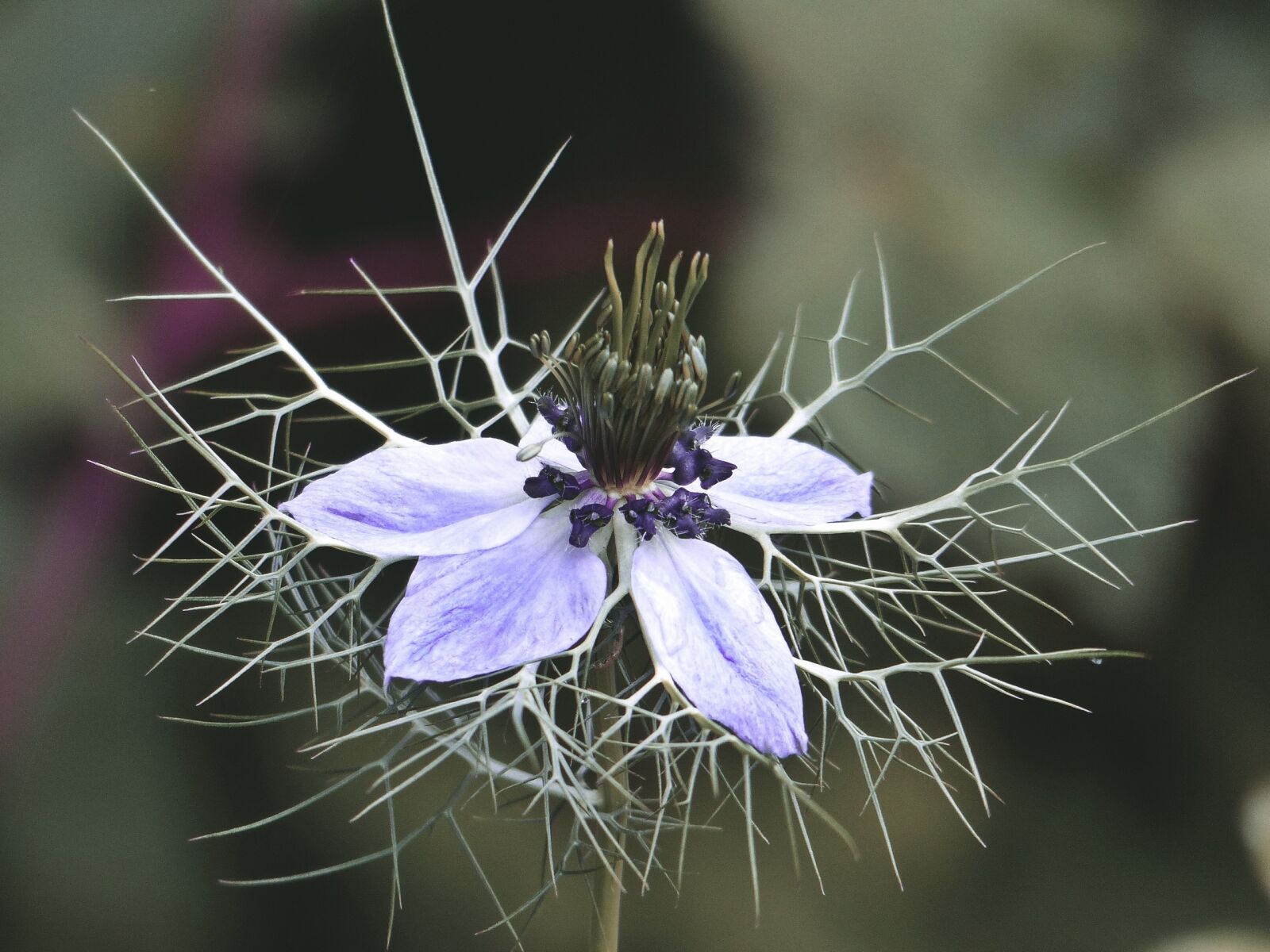 Panasonic Lumix DMC-FZ200 sample photo. Nature, flower, garden photography