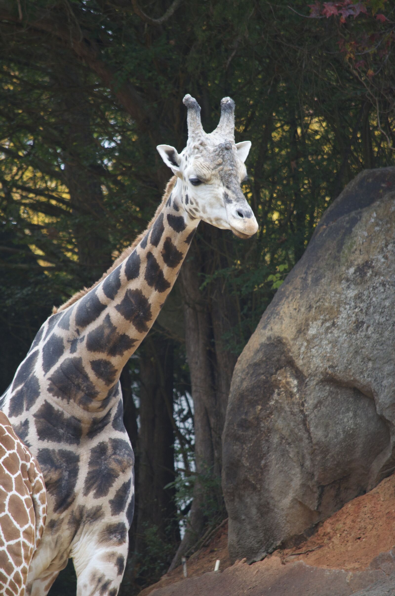 Nikon D5100 sample photo. Giraffe, animal, africa photography