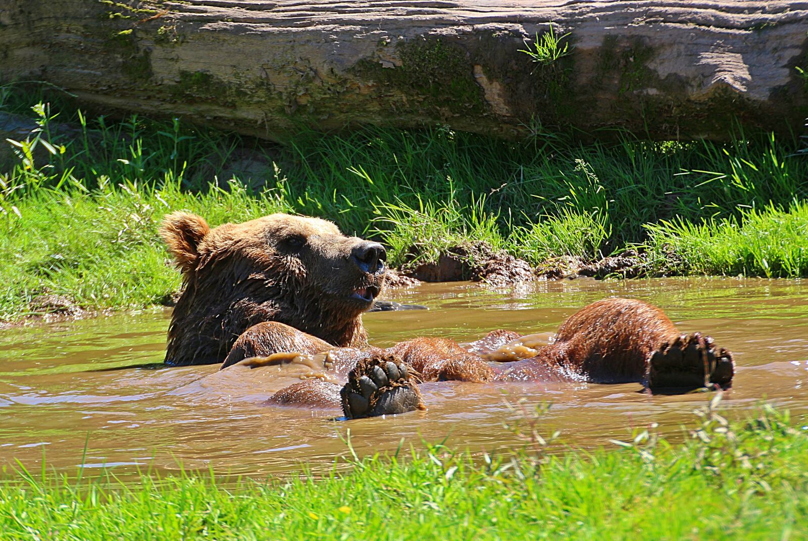 Canon EOS 650D (EOS Rebel T4i / EOS Kiss X6i) sample photo. Bear, brown bear, water photography