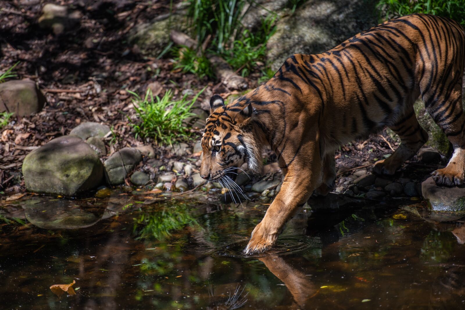 Nikon D750 sample photo. Tiger, sumatran tiger, panthers photography