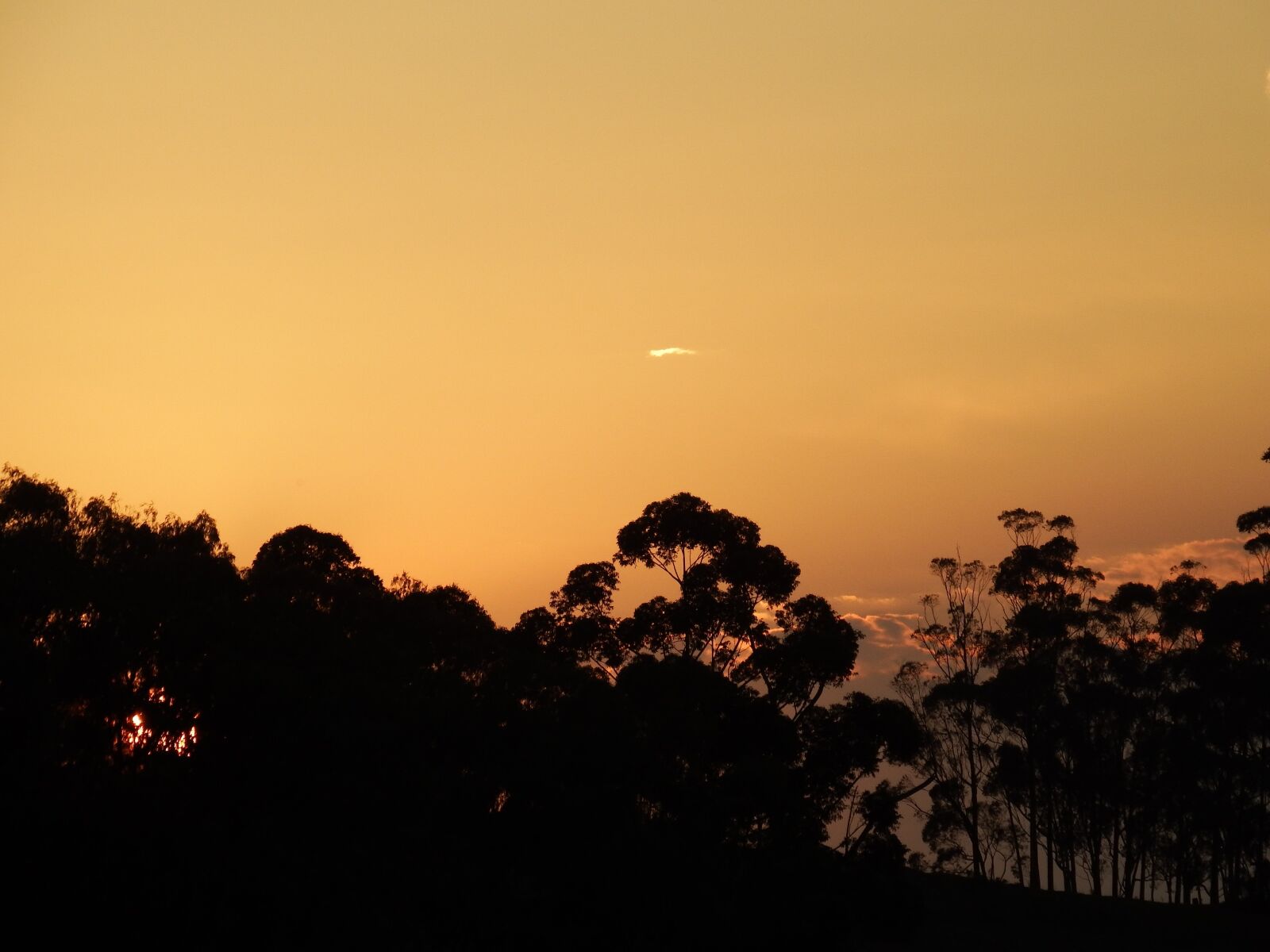 Fujifilm FinePix S1 sample photo. Sunset, colorful, trees photography