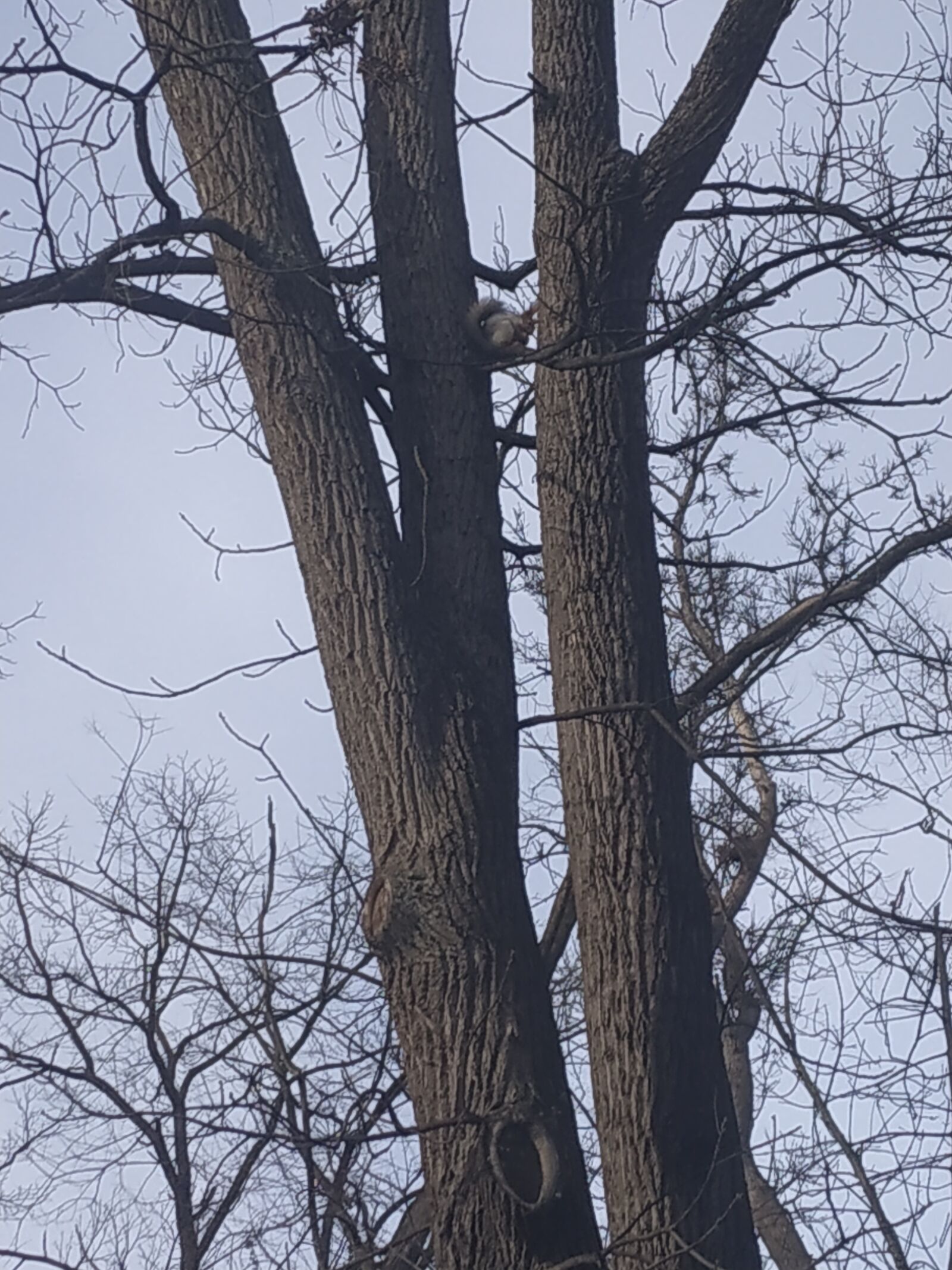 Xiaomi Redmi Note 5 sample photo. Tree, squirrel, park photography