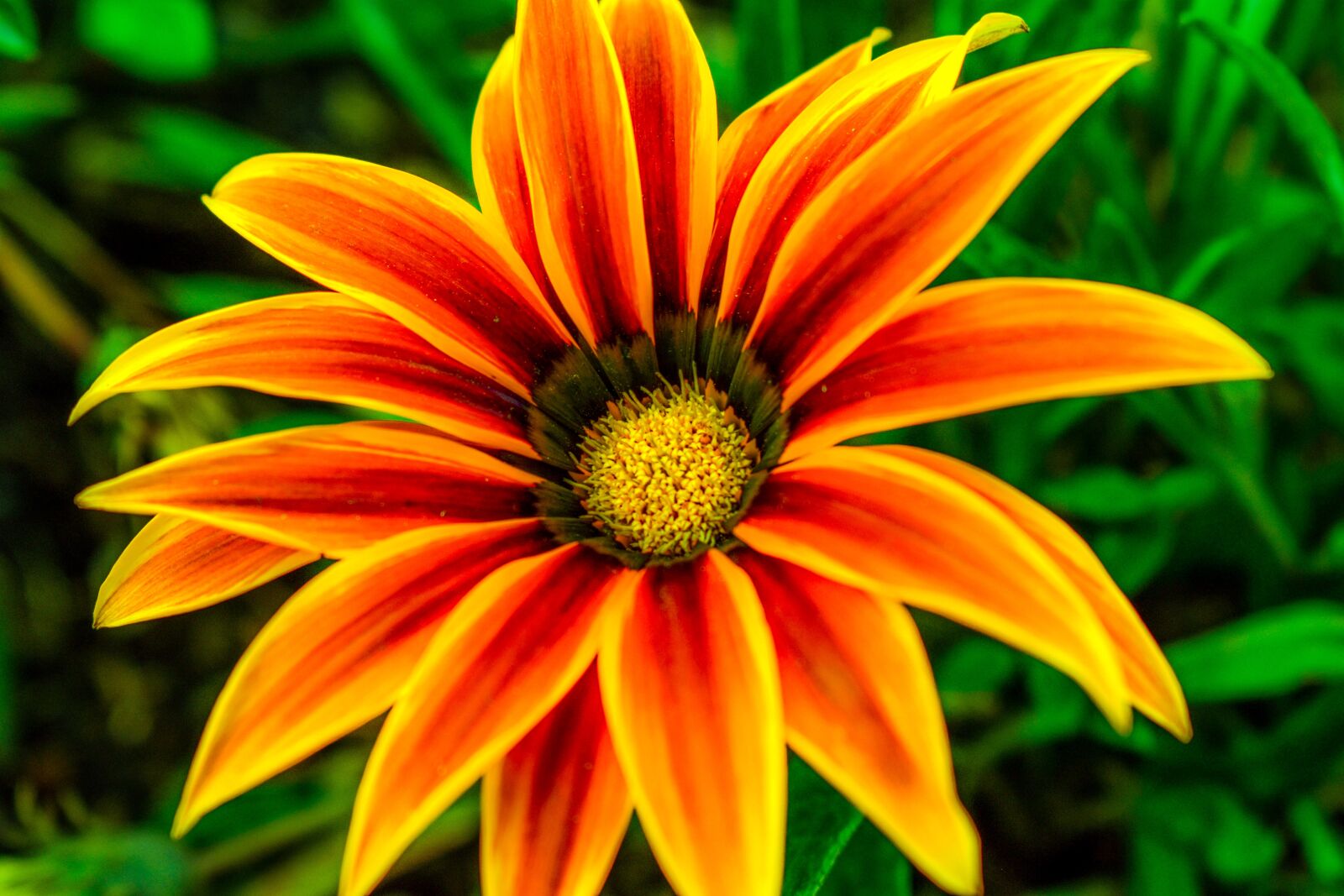 Nikon D3400 sample photo. Flower, flower foreground, pistils photography