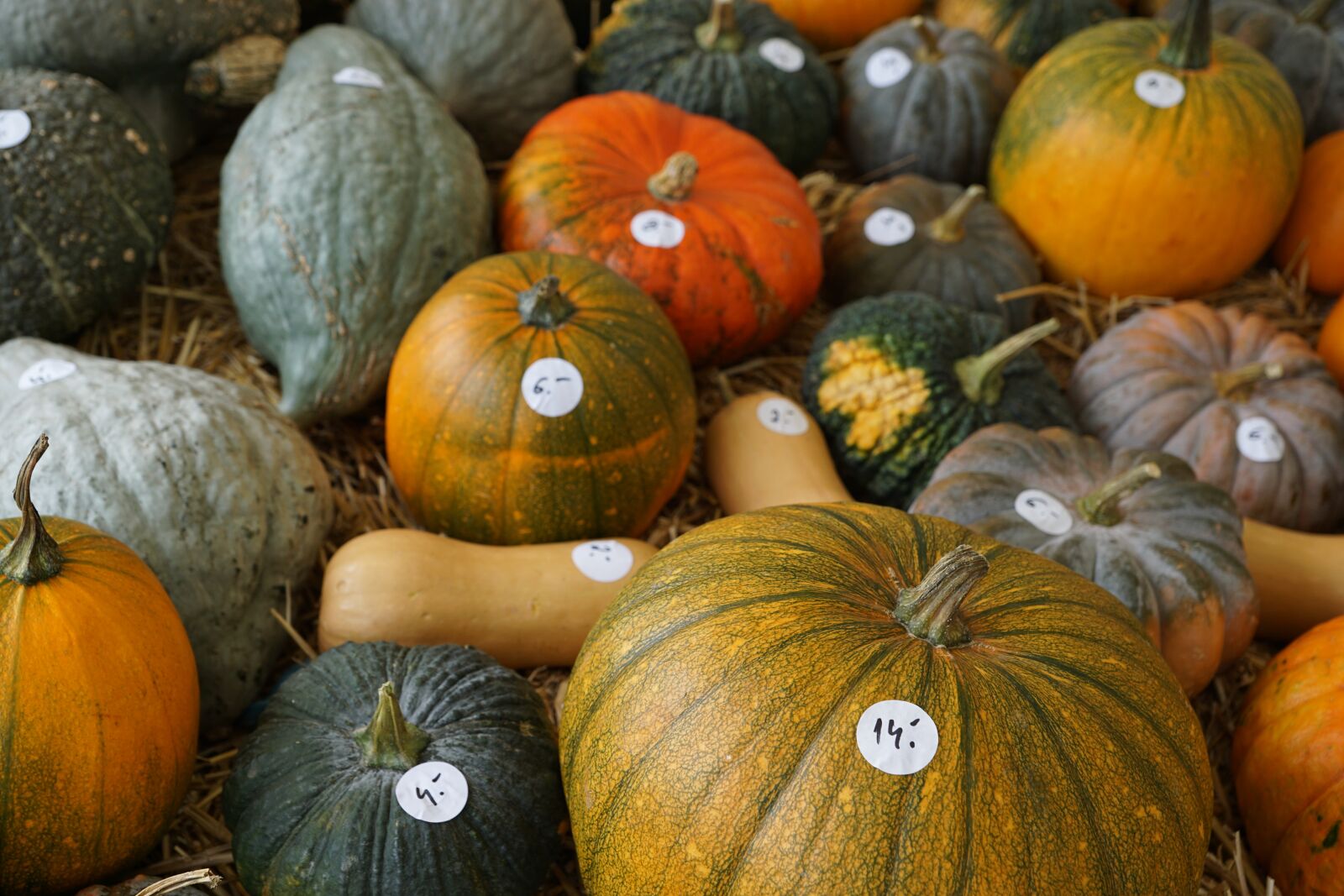 Sony DT 16-50mm F2.8 SSM sample photo. Pumpkin, yellow, healthy photography