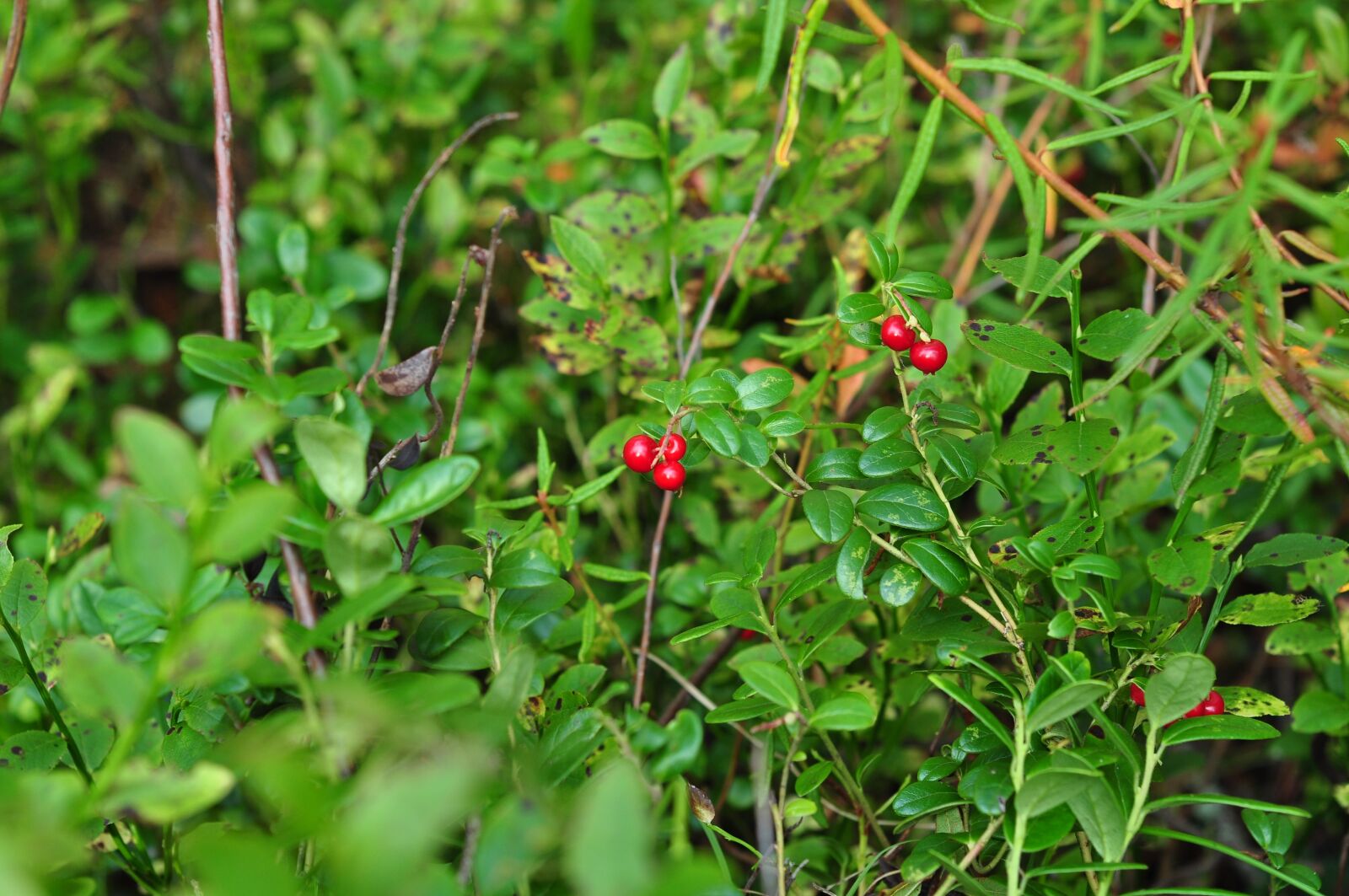 Nikon D90 sample photo. Berry, cranberries, red photography
