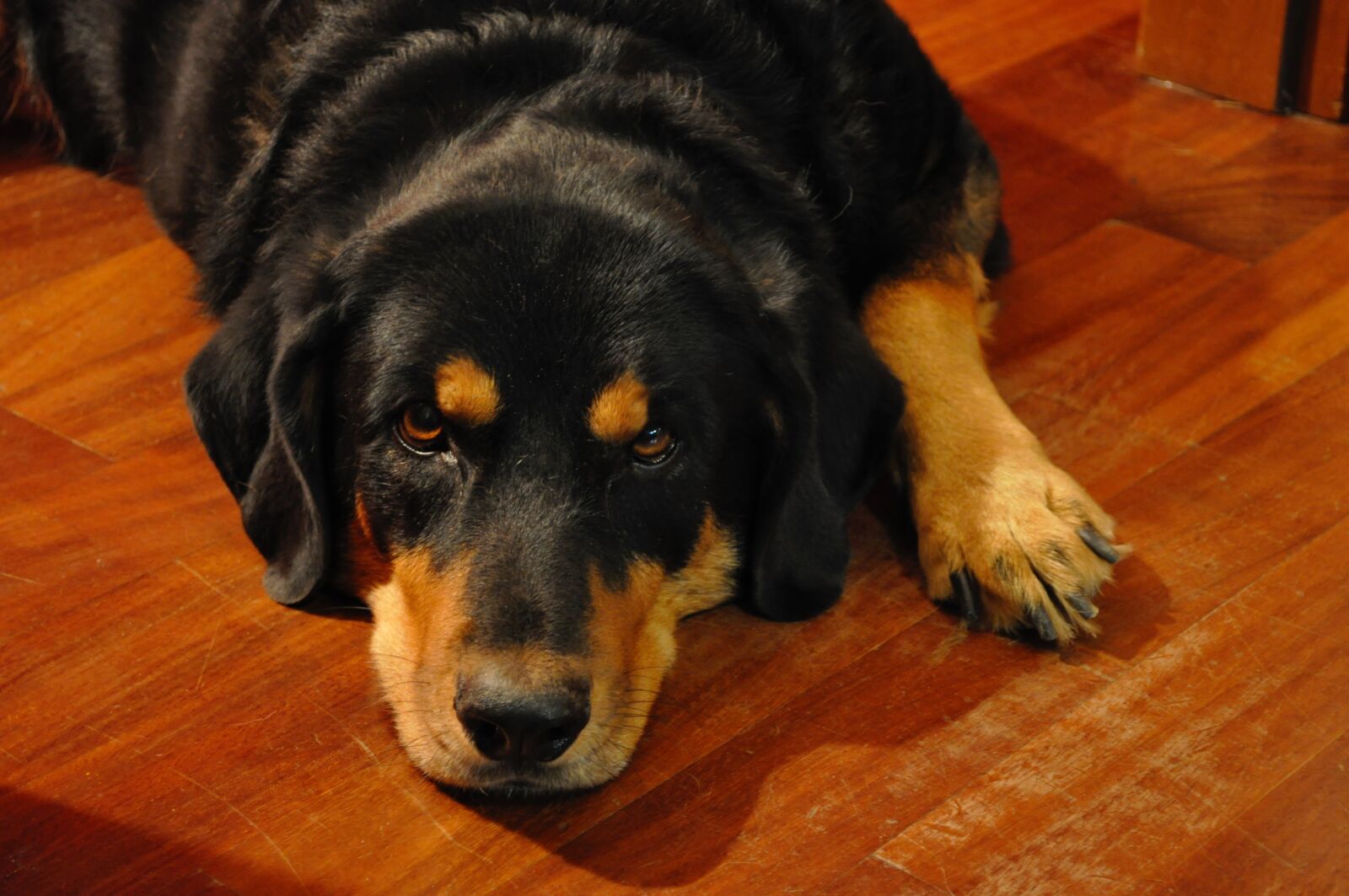 Nikon D5000 sample photo. Rottweiler, pet, love photography