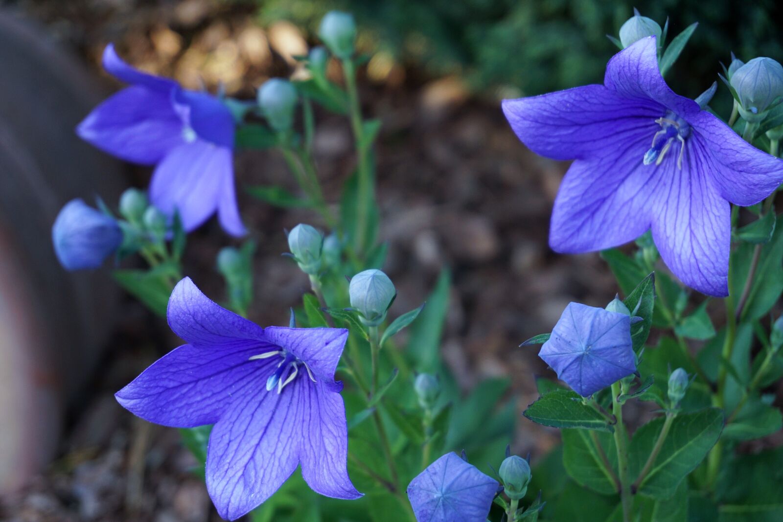 Sony a6000 sample photo. Flowers, purple, nature photography
