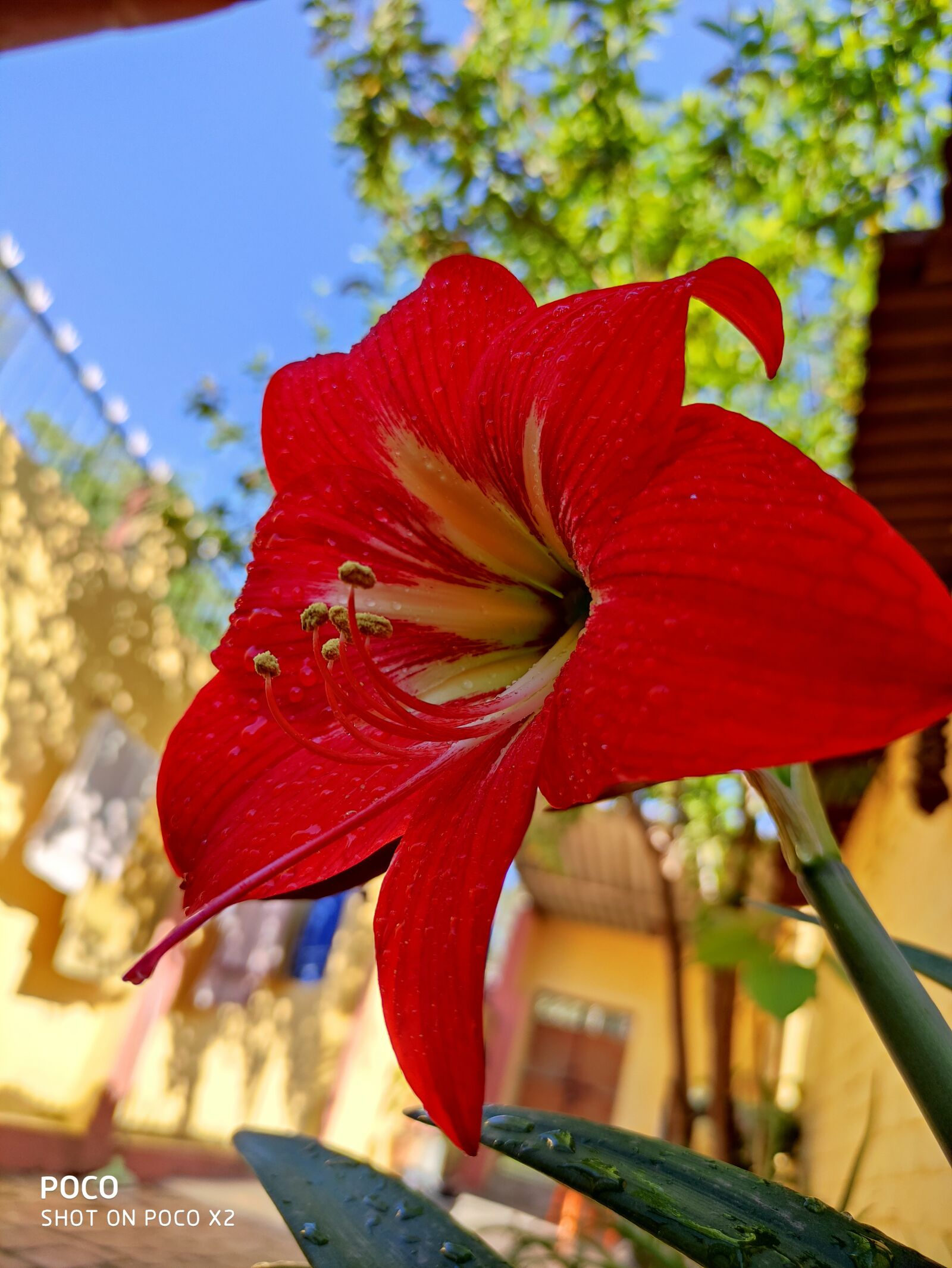 Xiaomi POCO X2 sample photo. Redflower, dew, morning photography
