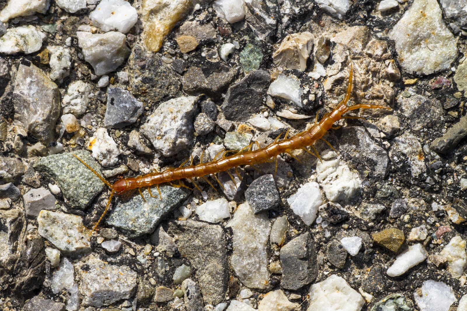 Canon EOS 7D sample photo. Centipedes, centipede, member point photography