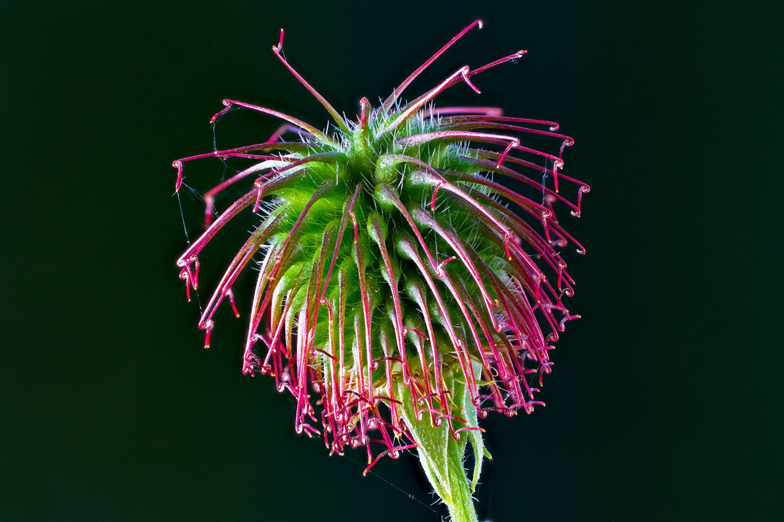 Tamron SP AF 60mm F2 Di II LD IF Macro sample photo. Avens, seeds was, barb photography