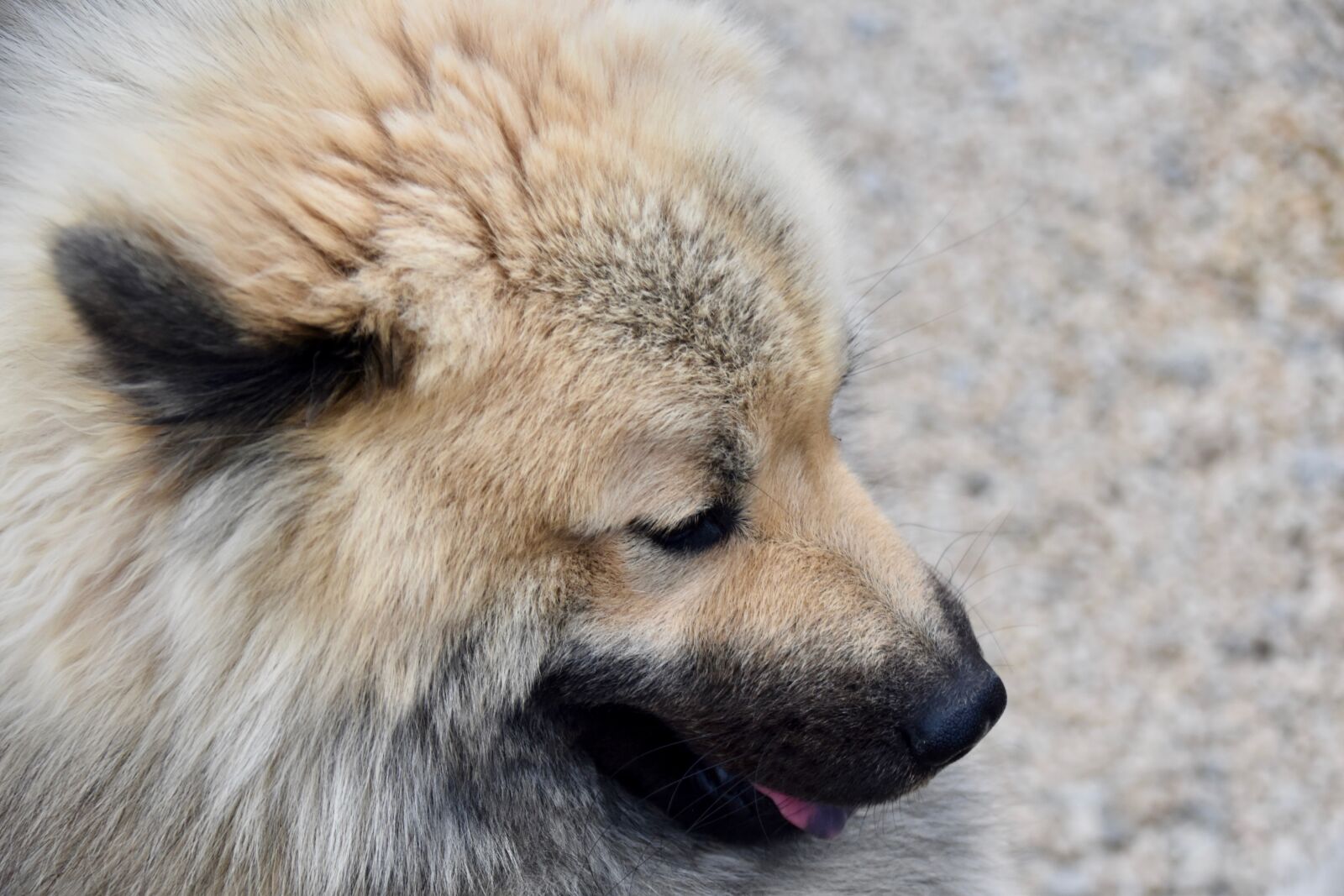 Nikon D5600 sample photo. Dog, dog eurasier, animal photography