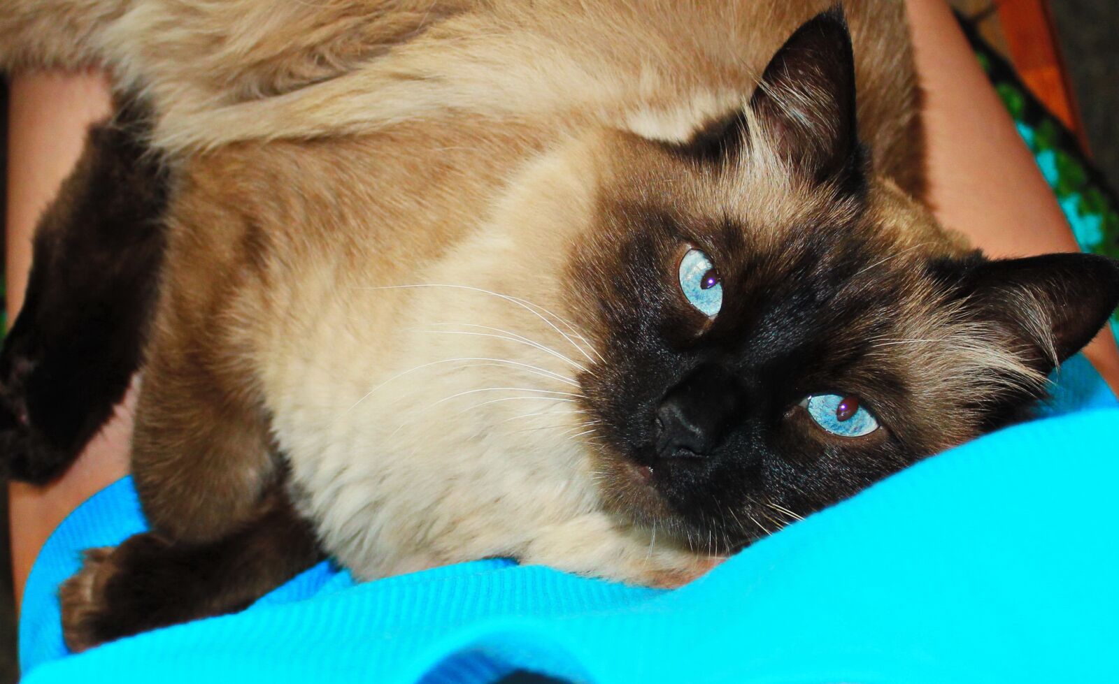 Canon EOS 600D (Rebel EOS T3i / EOS Kiss X5) sample photo. Cute, animals, pet photography