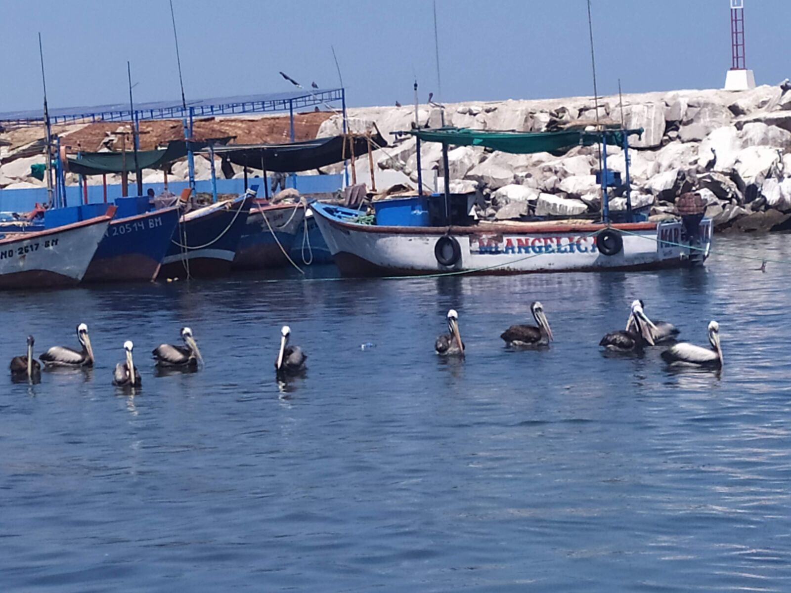 Xiaomi Redmi Note 7 sample photo. Pelicans, sea, boats photography