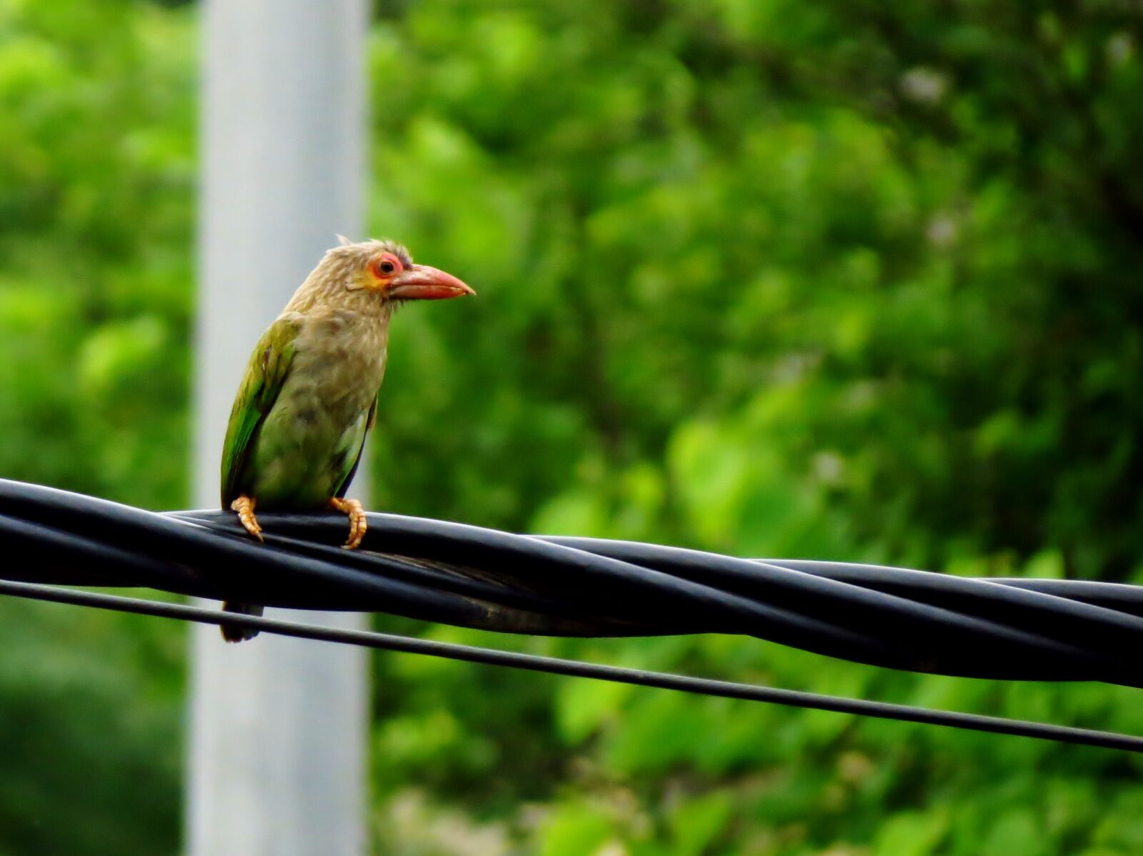 Canon PowerShot SX40 HS sample photo. Barbet, barbet, bird, brown photography