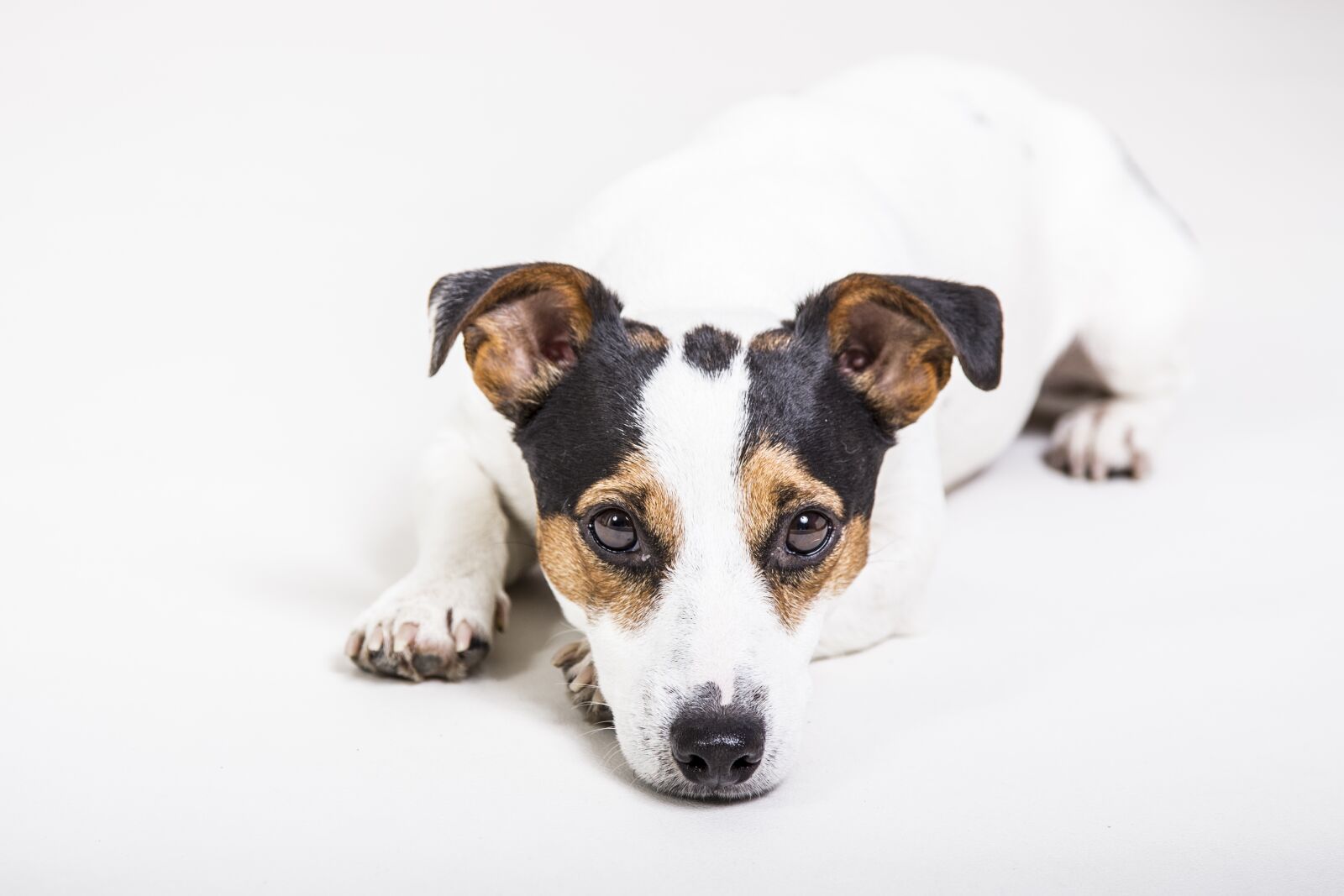 Canon EF 24-105mm F4L IS USM sample photo. Jack russel, dog, animal photography