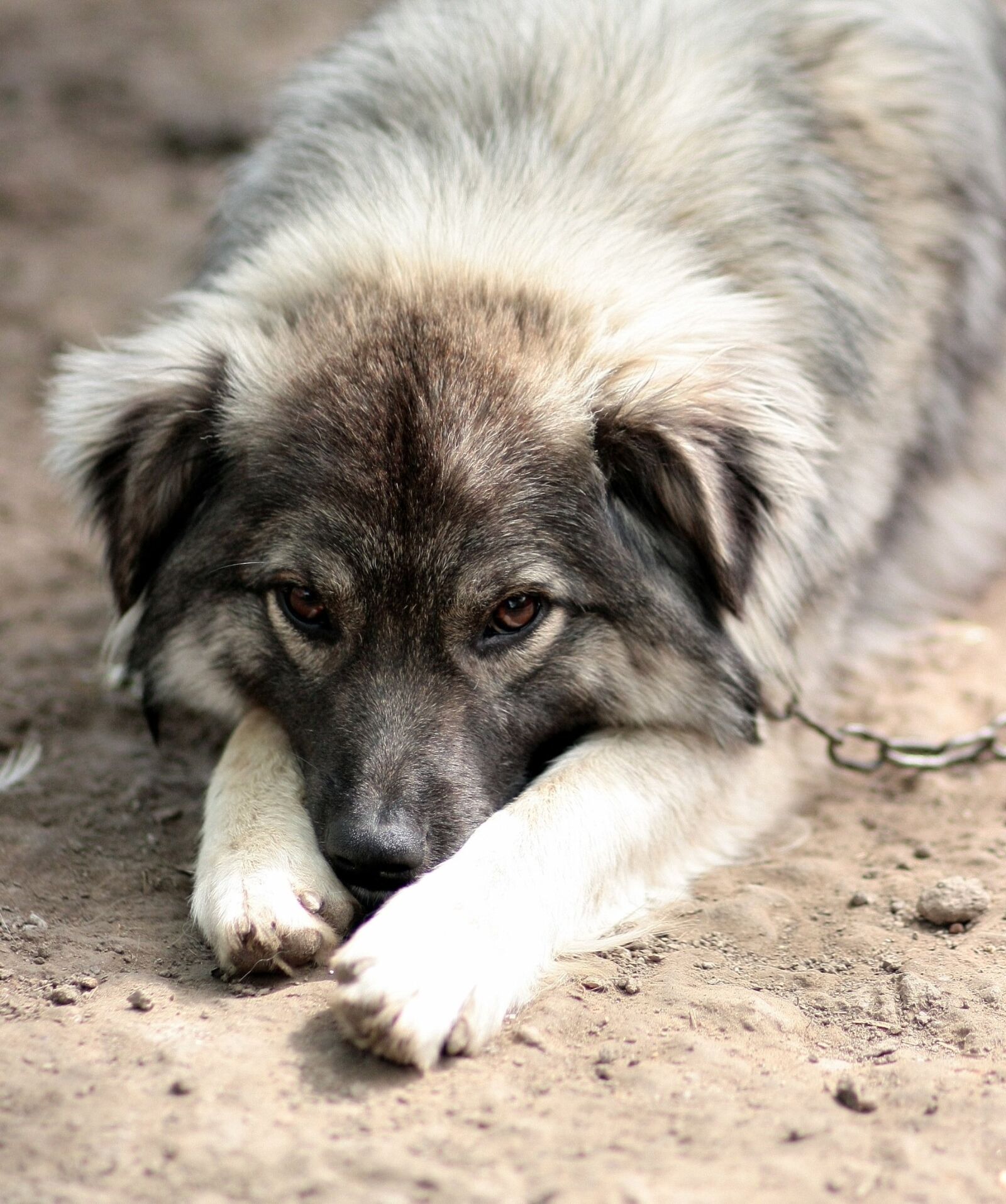 Canon EOS 450D (EOS Rebel XSi / EOS Kiss X2) sample photo. Dog, chain, sadness photography