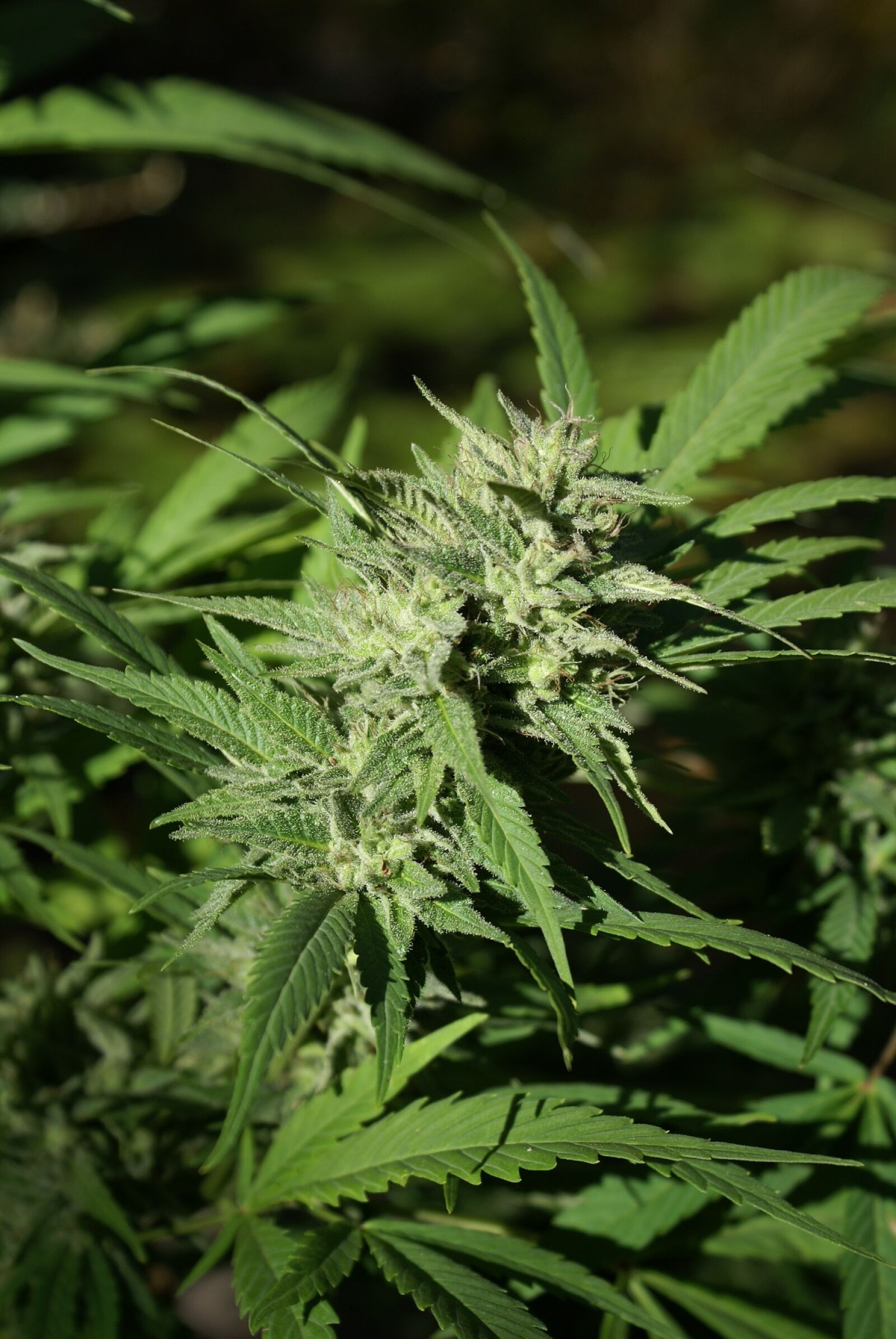 Sony Alpha DSLR-A100 sample photo. Cannabis flower, bud, cannabis photography