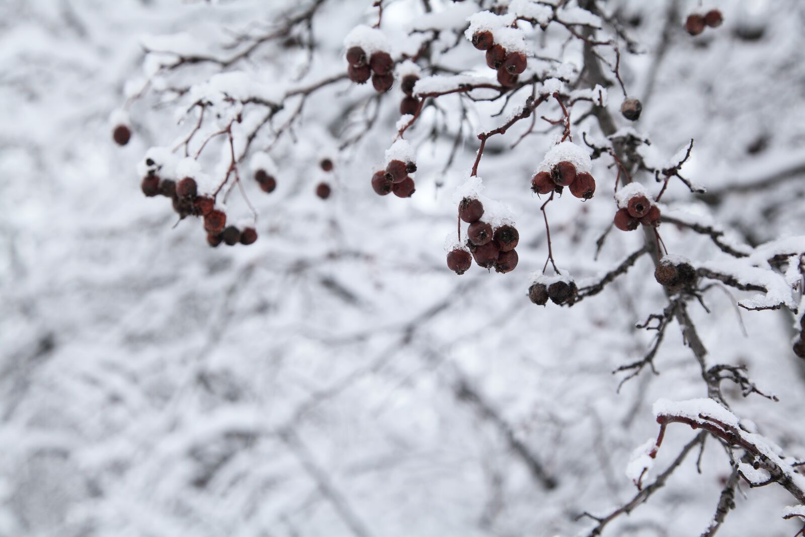 Canon EOS 5D Mark II sample photo. Russian winter, white snow photography