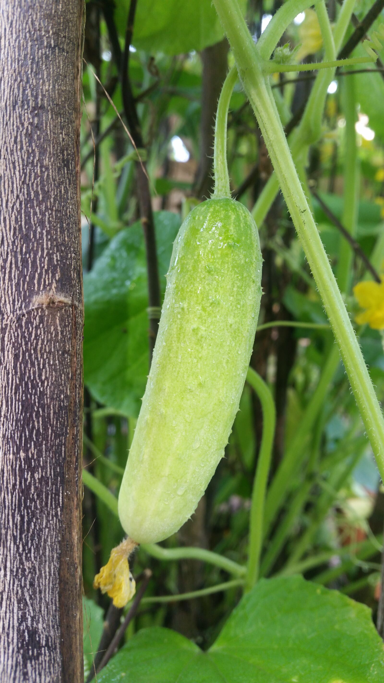 Samsung Galaxy S5 sample photo. Vegetable, green vegetables, green photography