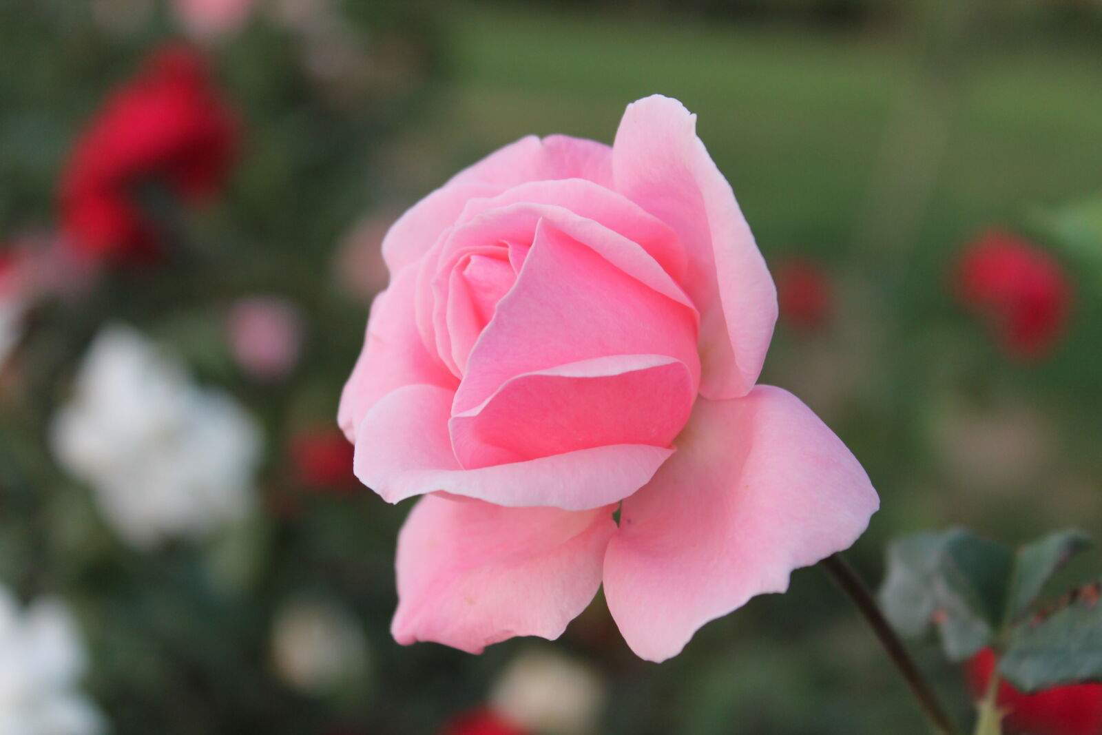Canon EOS 1100D (EOS Rebel T3 / EOS Kiss X50) sample photo. Flower, pink, rose, rose photography