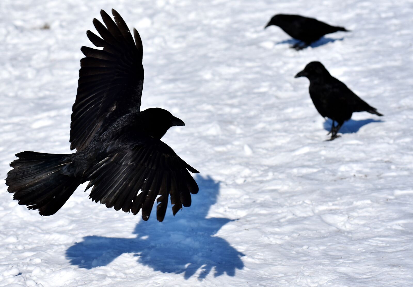 Nikon D7200 sample photo. Common raven, raven, snow photography