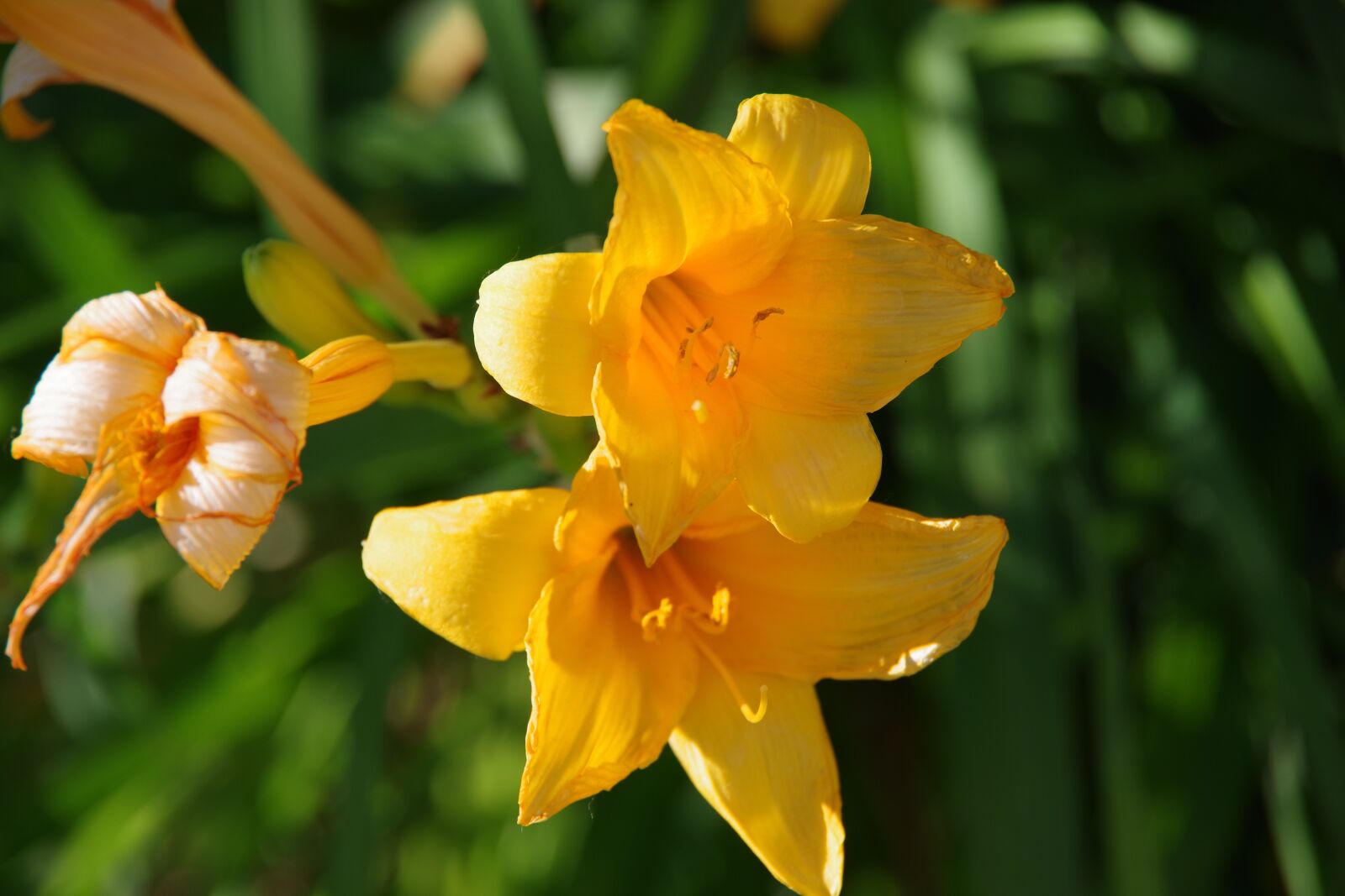 Pentax K-70 sample photo. Flower, daylily, yellow photography