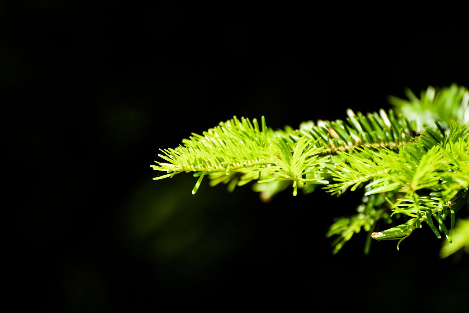 Nikon D750 sample photo. Tree, nature, forest photography