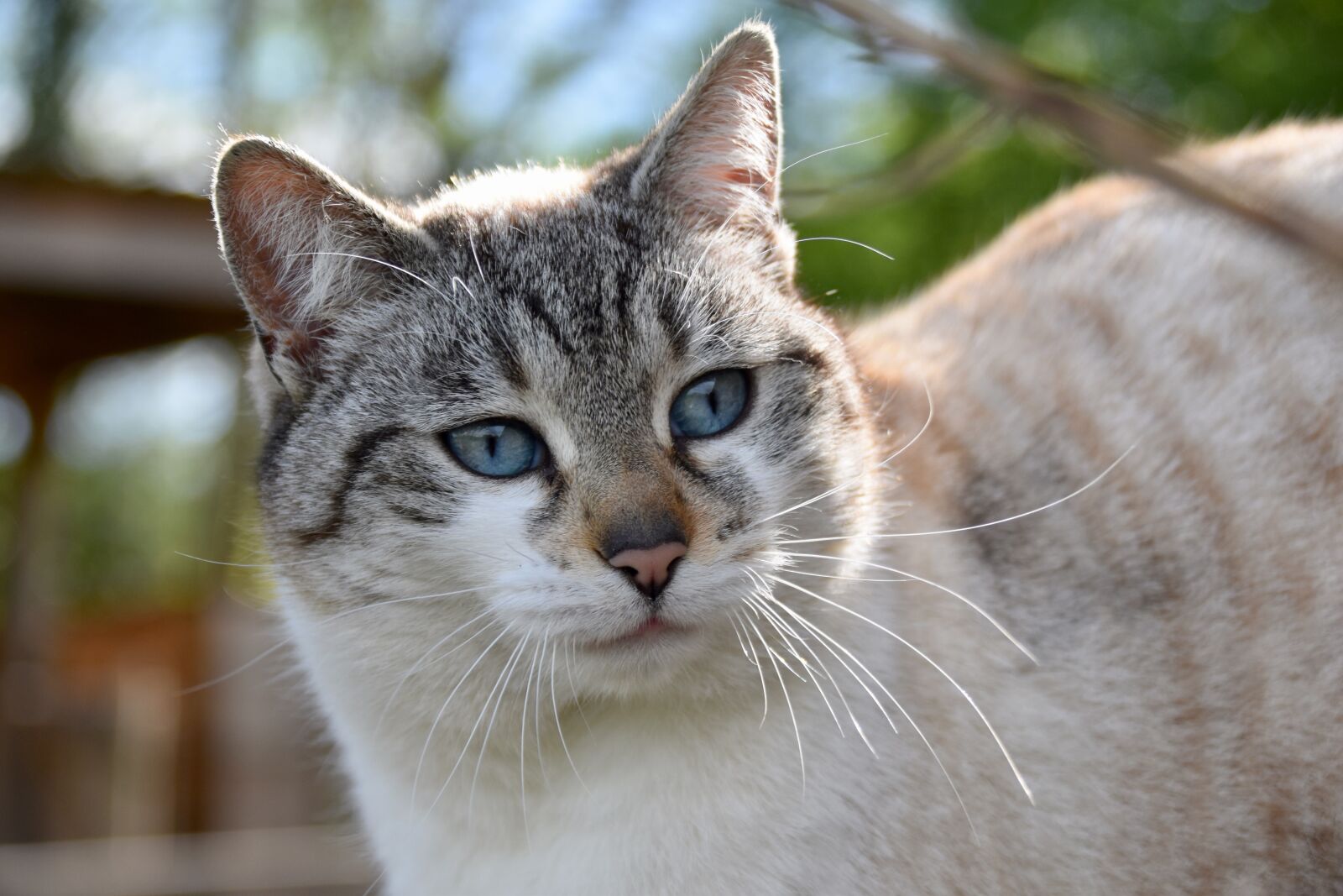 Nikon D5600 sample photo. Cat, portrait of cat photography