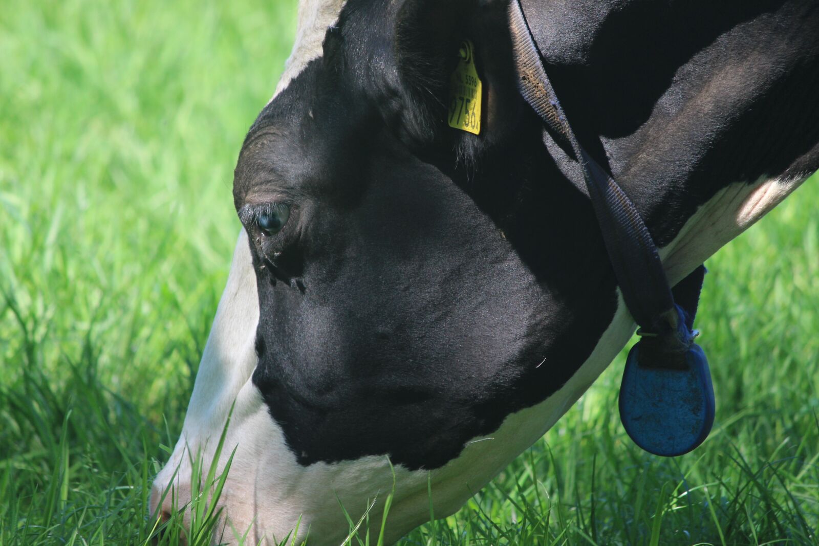 Canon EOS 700D (EOS Rebel T5i / EOS Kiss X7i) sample photo. Cow, frisia, agriculture photography