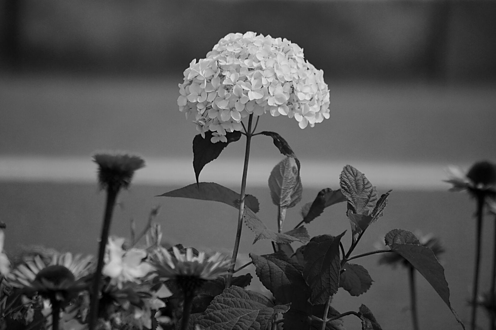 Nikon D5200 sample photo. Botanique, fleur, floraison, flore photography