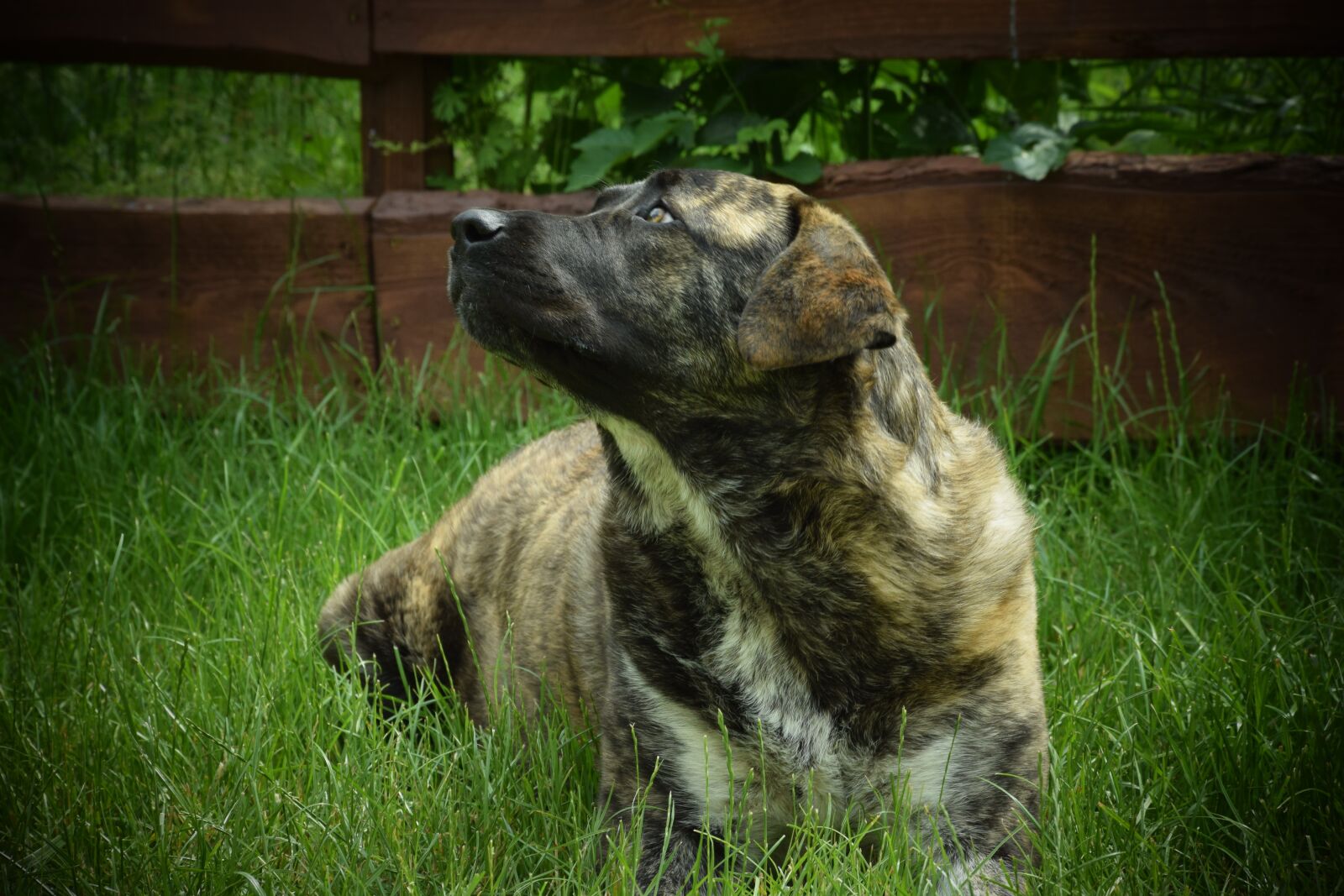 Nikon D3300 sample photo. Dog, elli, dog breeds photography