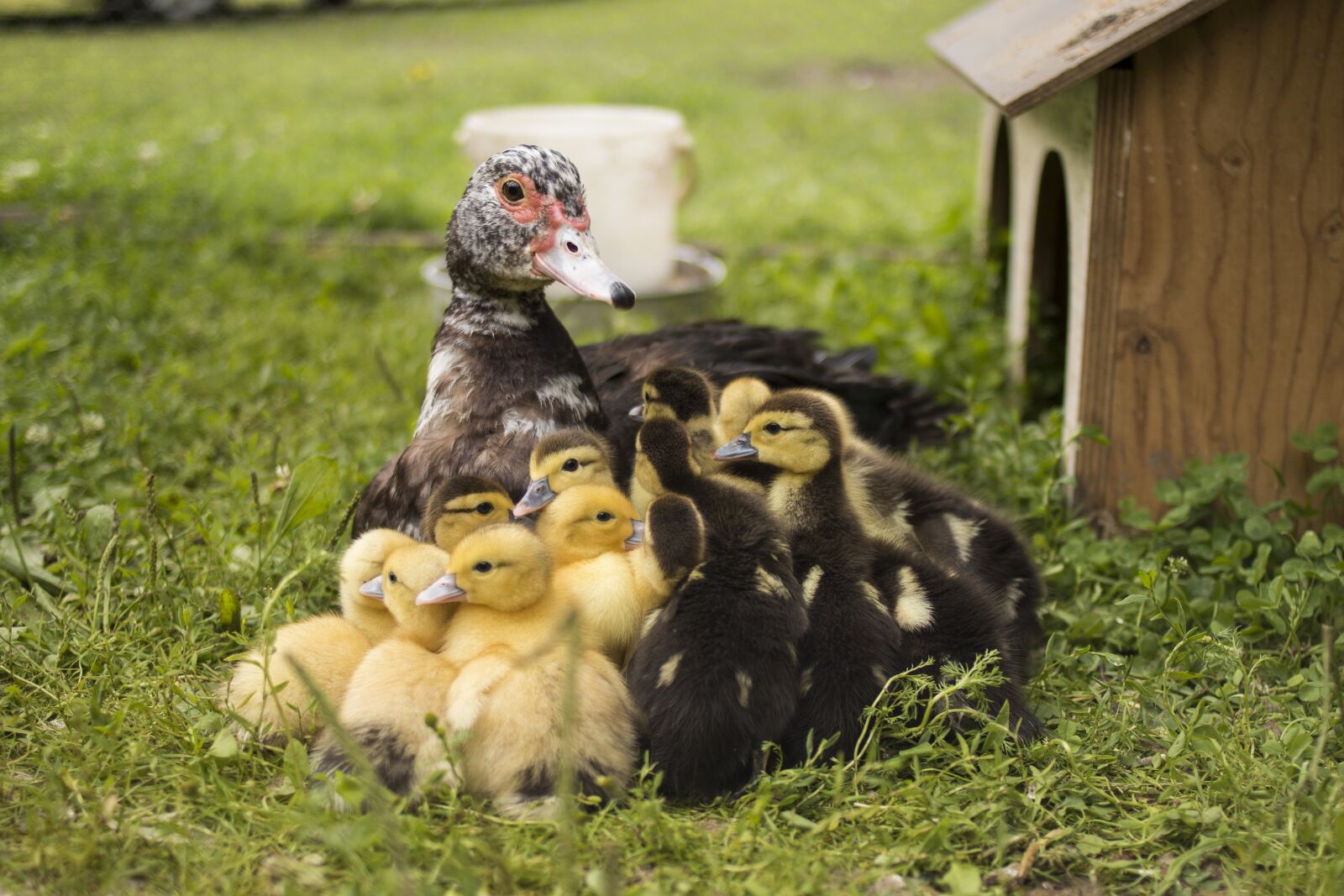 Canon EOS 70D + Canon EF 35mm F2 sample photo. Duck, cub, cute photography
