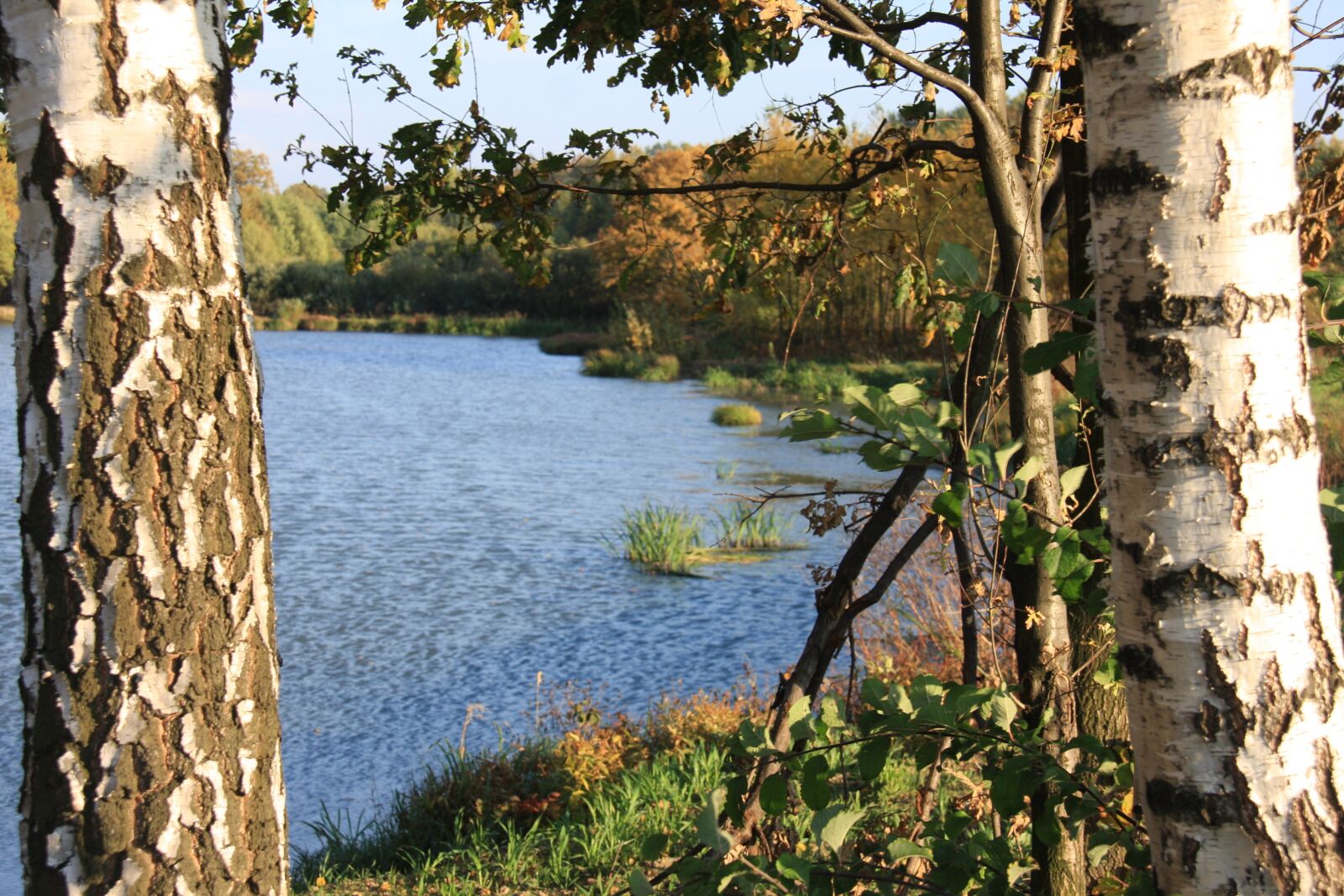 Canon EOS 40D sample photo. Pond, birch, water photography