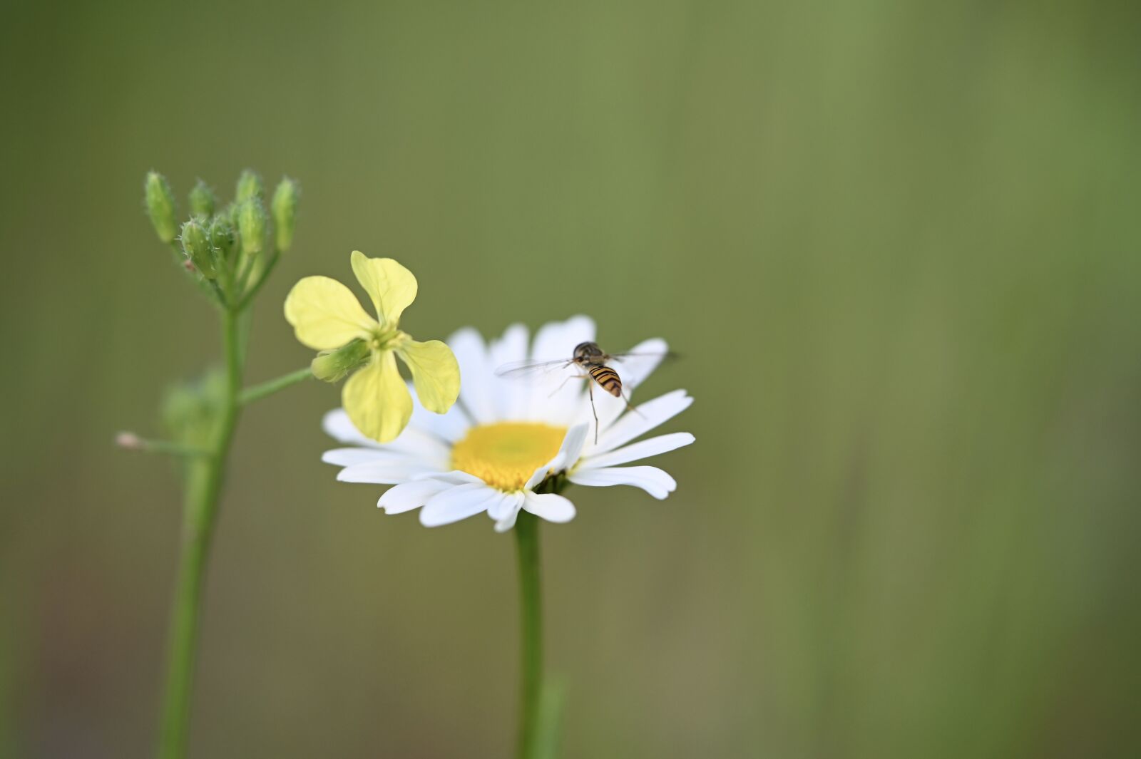 Nikon Z6 sample photo. Daisy, fly, insect photography