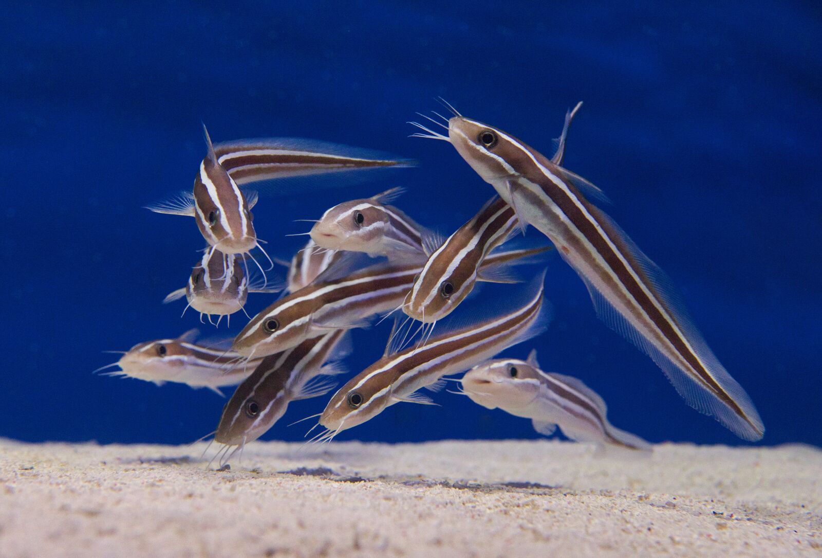 Canon EOS 80D sample photo. Catfish, aquarium, school photography