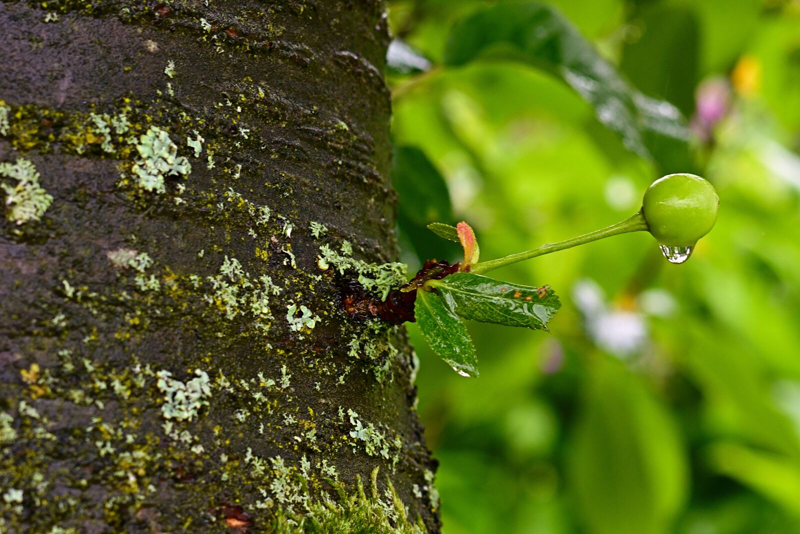 Nikon D5200 sample photo. Fruit, cherry, tree photography