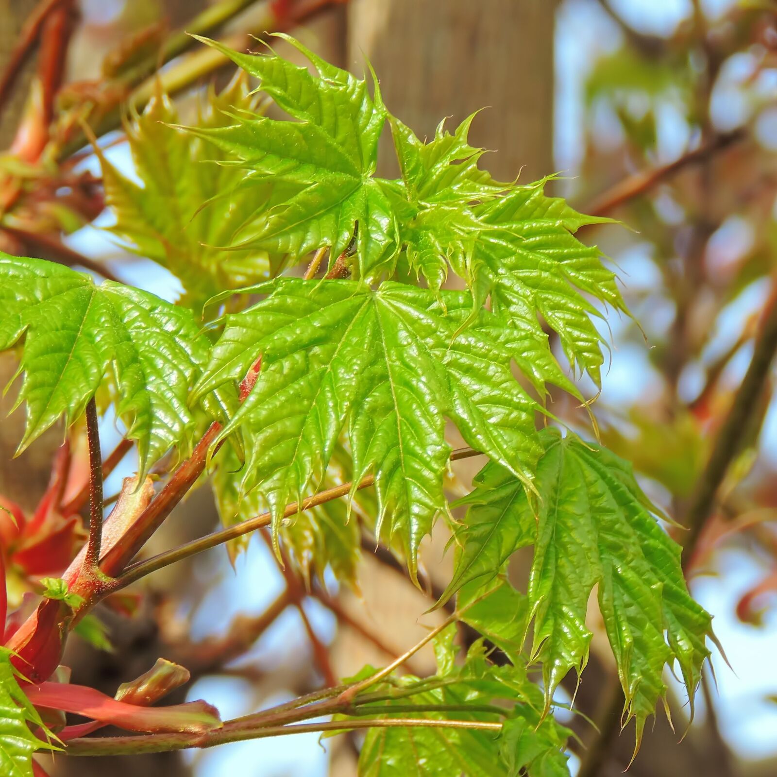 Nikon Coolpix P520 sample photo. Maple, leaf, plant photography