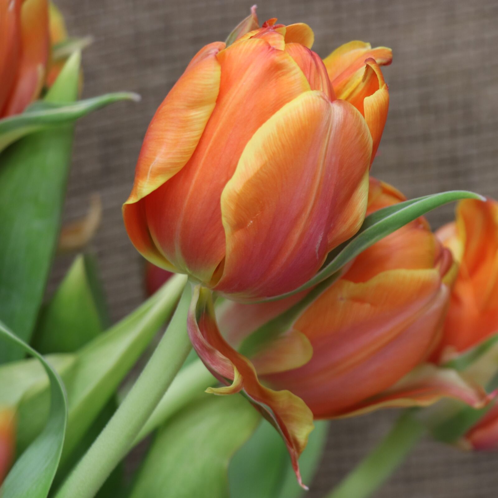 Canon EOS 77D (EOS 9000D / EOS 770D) sample photo. Tulip, orange, tulips photography