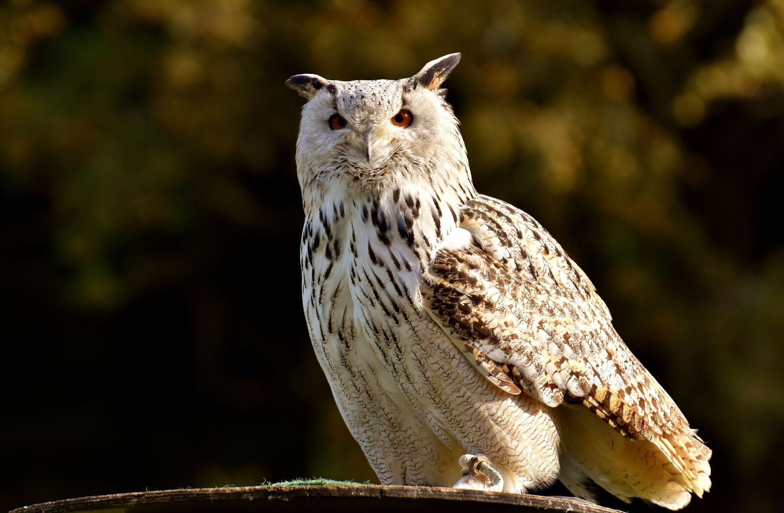 Nikon D7200 sample photo. Owl, bird, feather photography