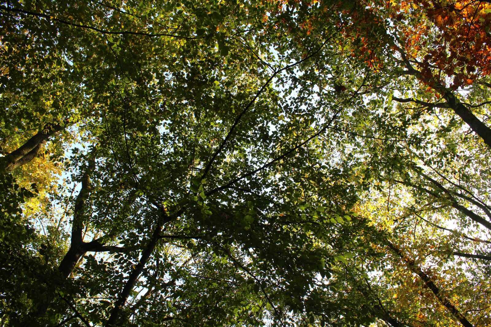 Canon EOS 4000D (EOS Rebel T100 / EOS 3000D) sample photo. Autumn, park trees, crown photography