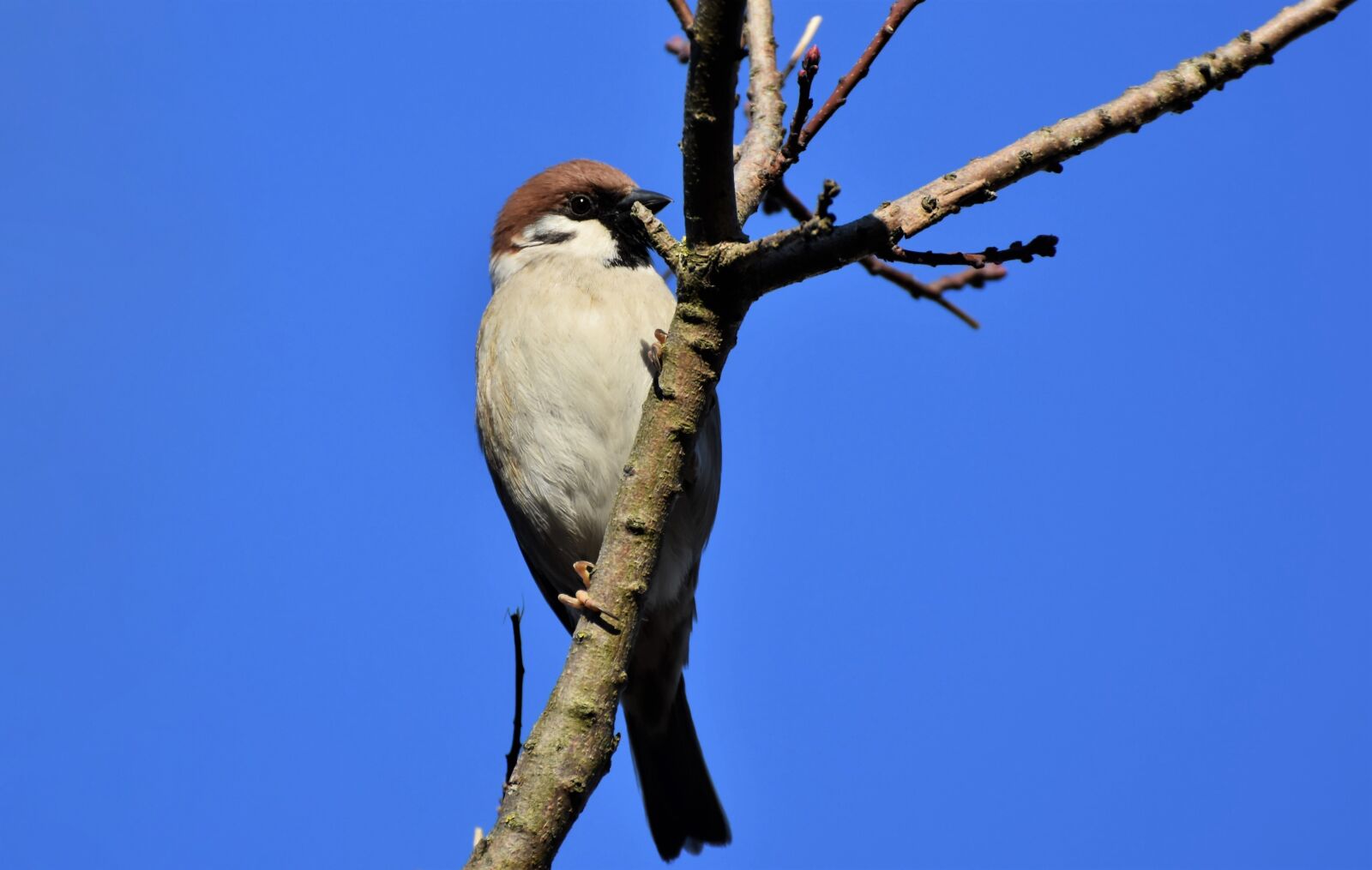 Nikon D7200 sample photo. Sparrow, sperling, bird photography