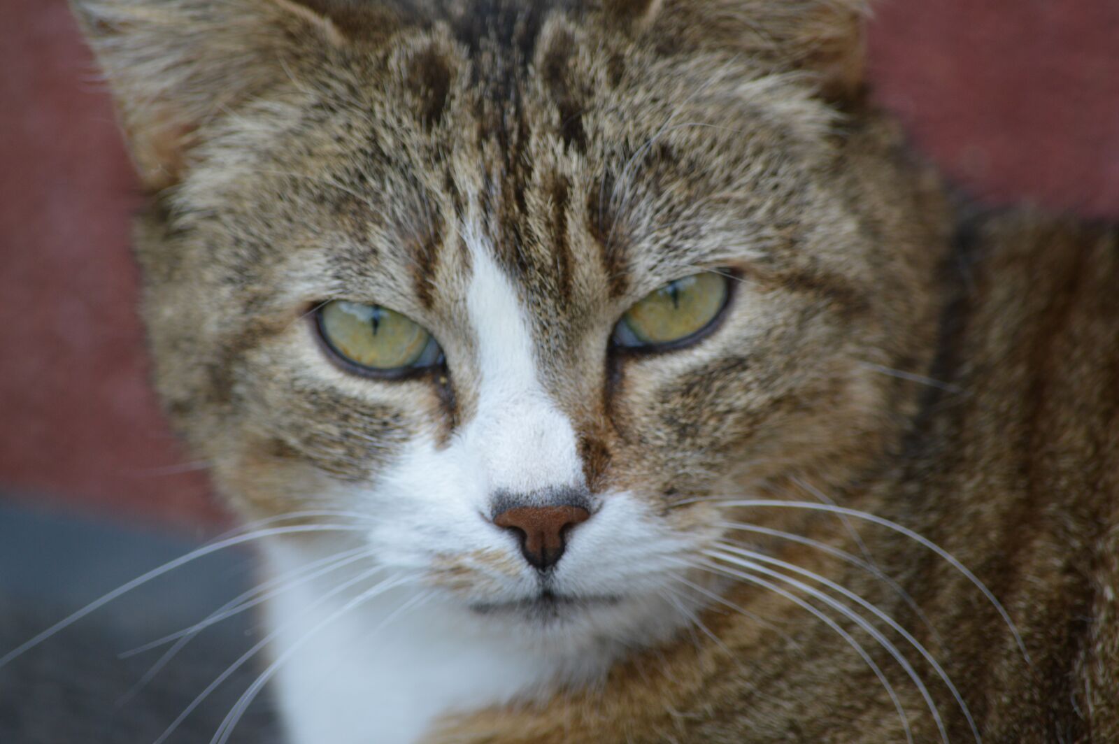 Nikon D3200 sample photo. Cat, portrait, eyes photography