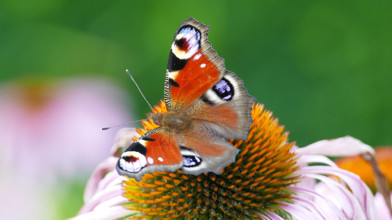Panasonic Lumix DMC-FZ1000 sample photo. Butterfly, painted peacock, insect photography