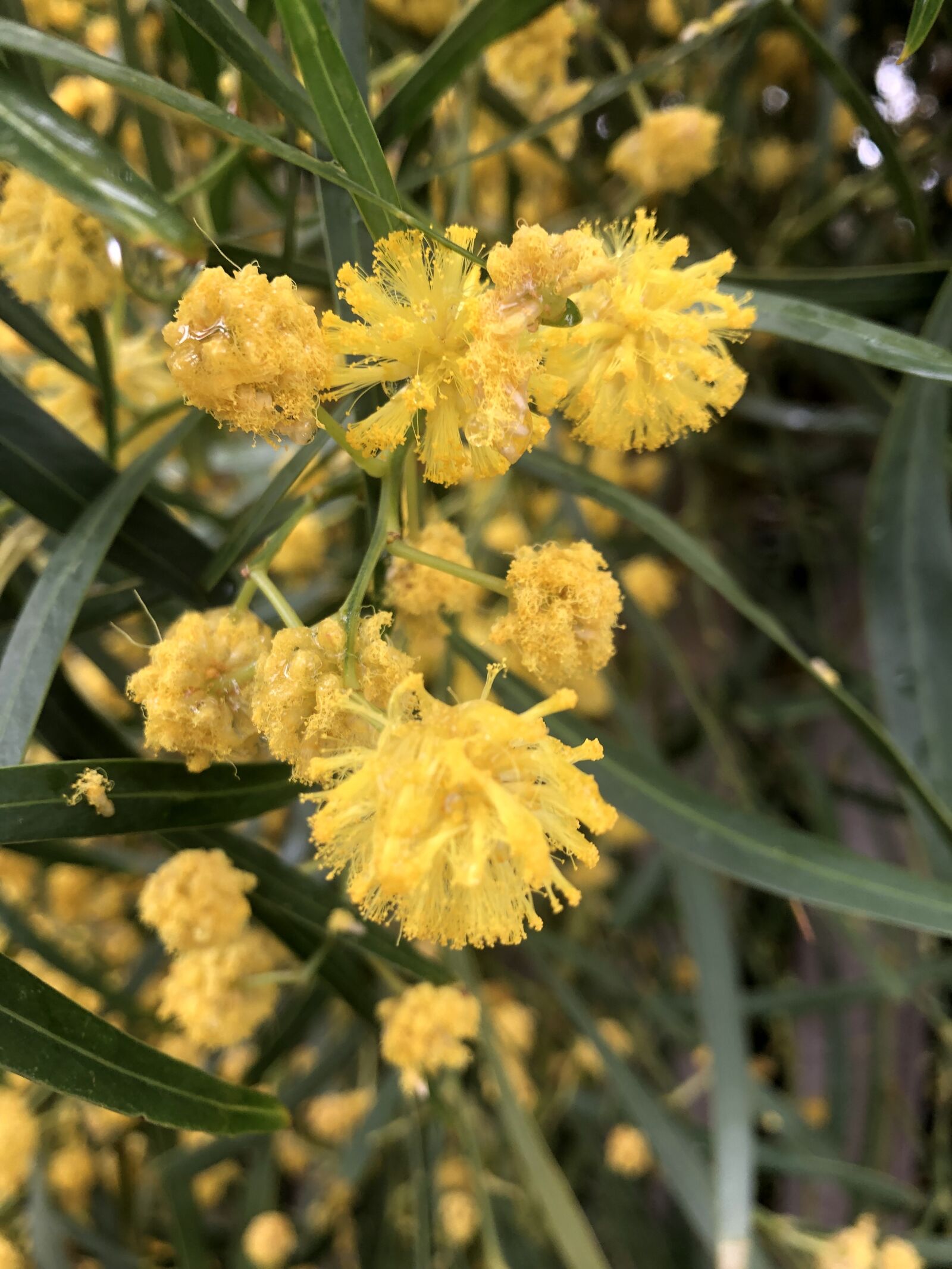 iPhone 8 Plus back dual camera 3.99mm f/1.8 sample photo. Wattle, australian flora, native photography