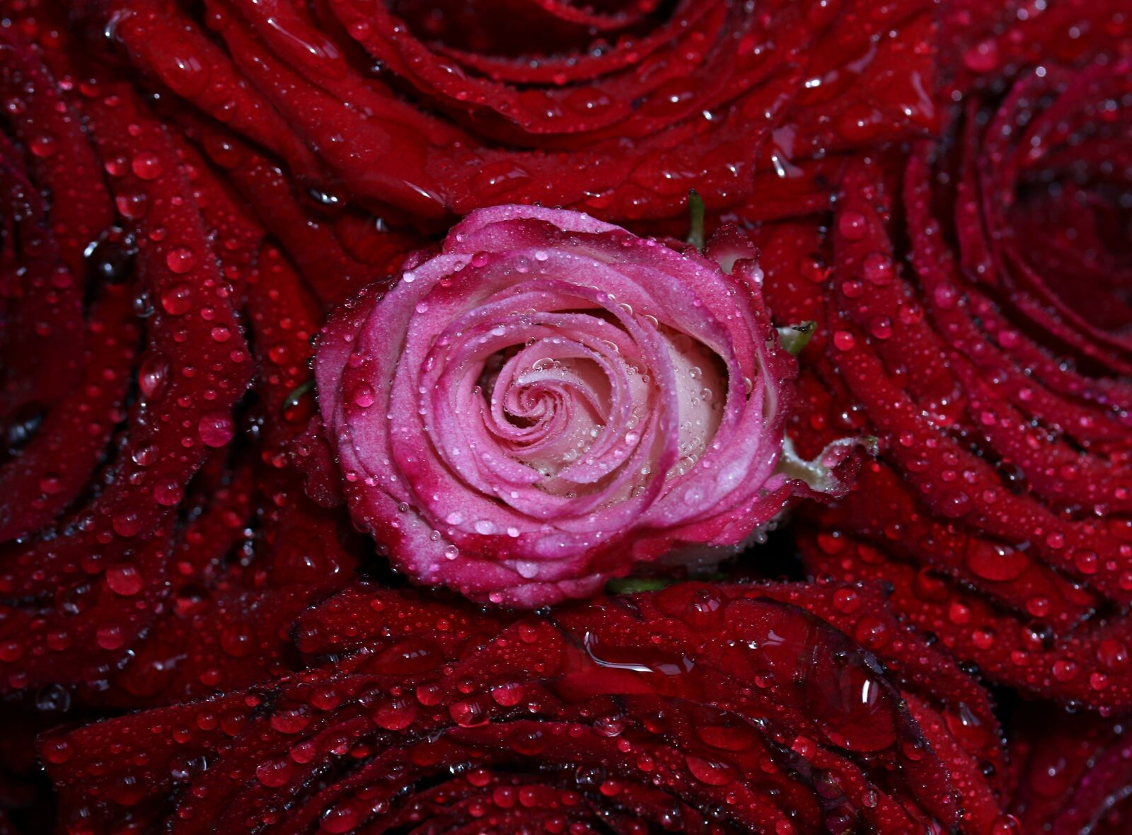 Canon EF-S 60mm F2.8 Macro USM sample photo. Rose, red, pink photography