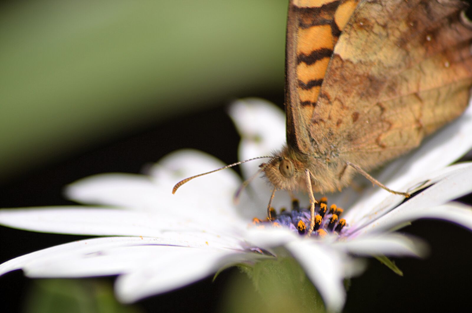 Nikon D5100 sample photo. Butterfly, insect, flower photography