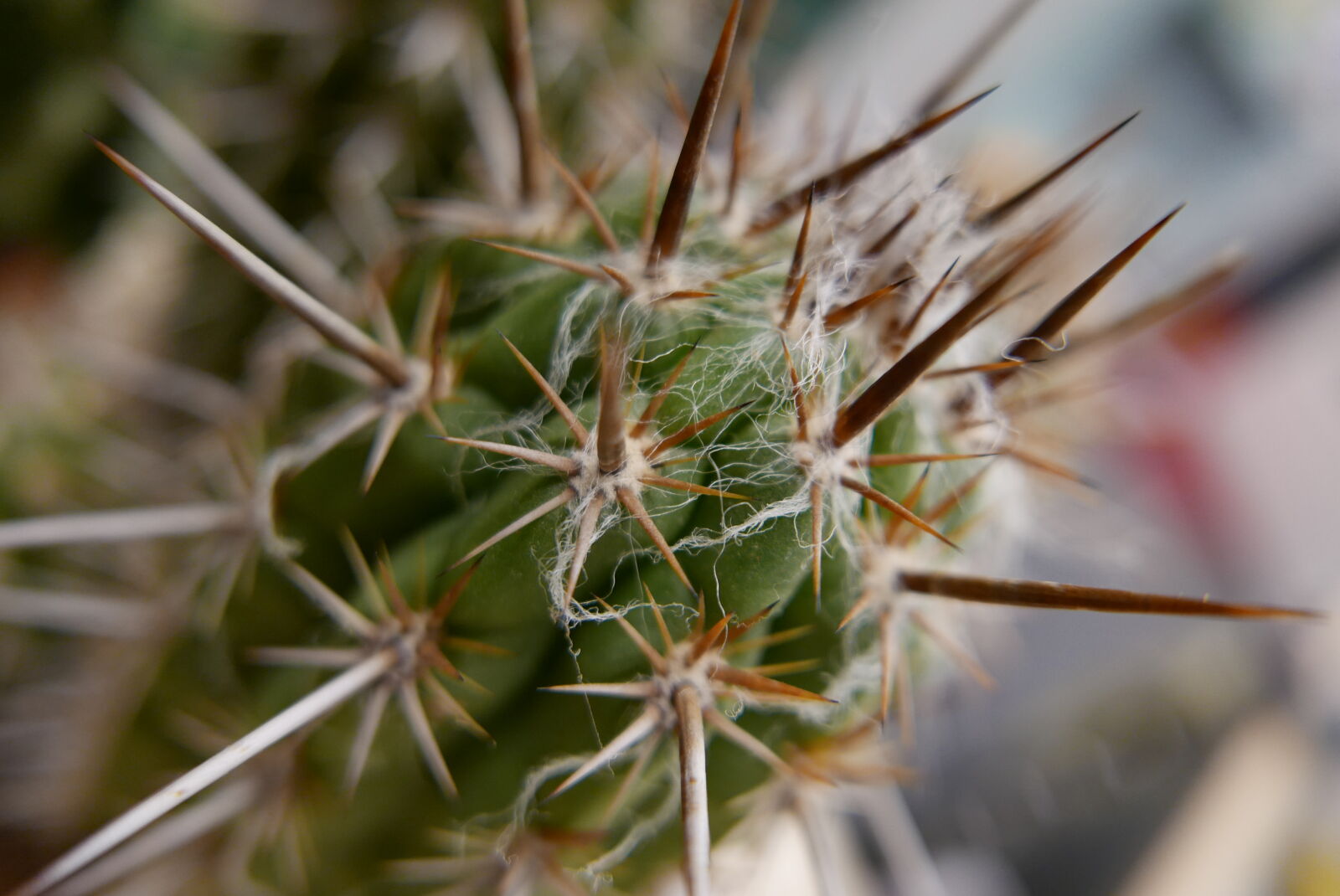 Panasonic Lumix DMC-LX100 sample photo. Sharp bokeh photography